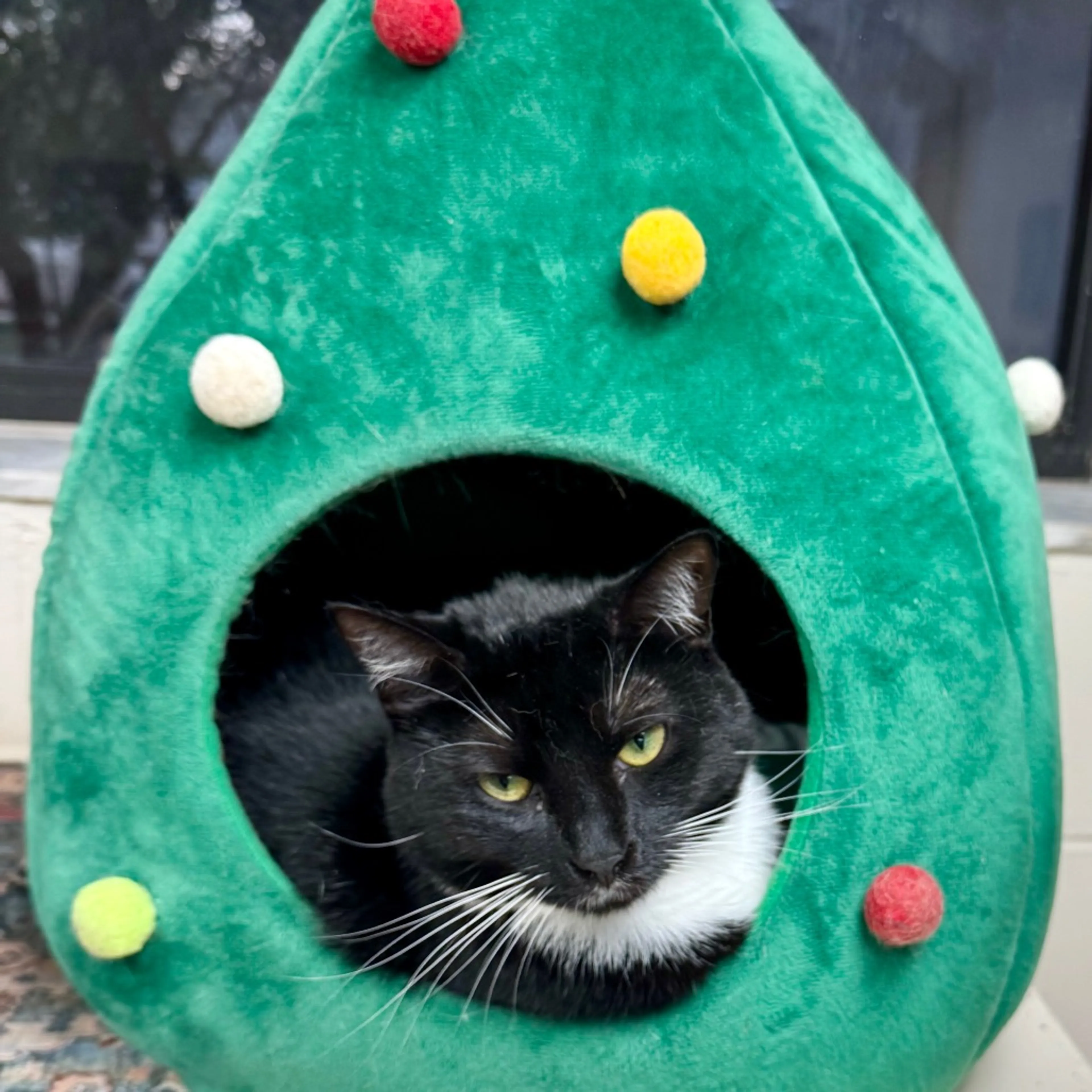 Found pet-2
