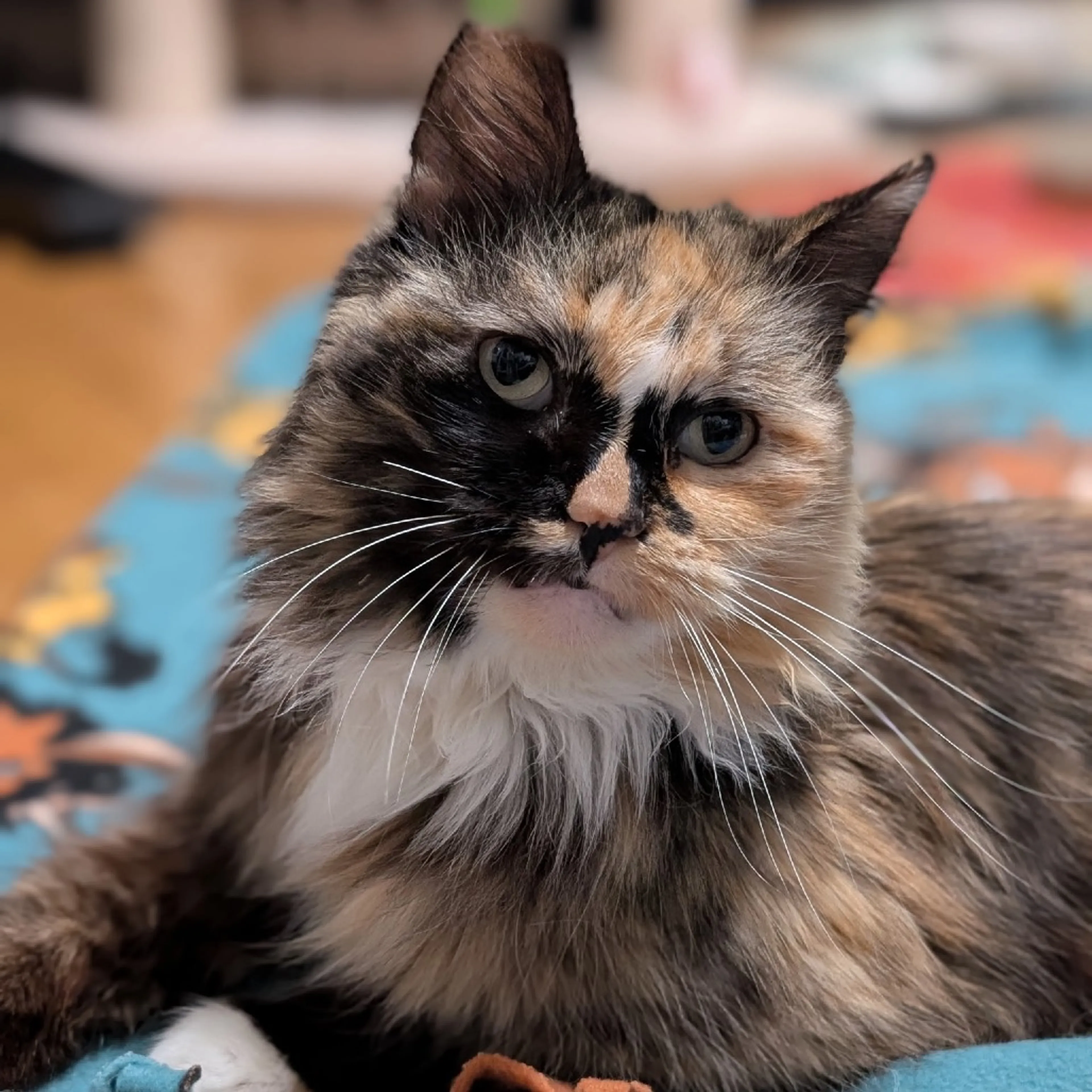 Found pet-4