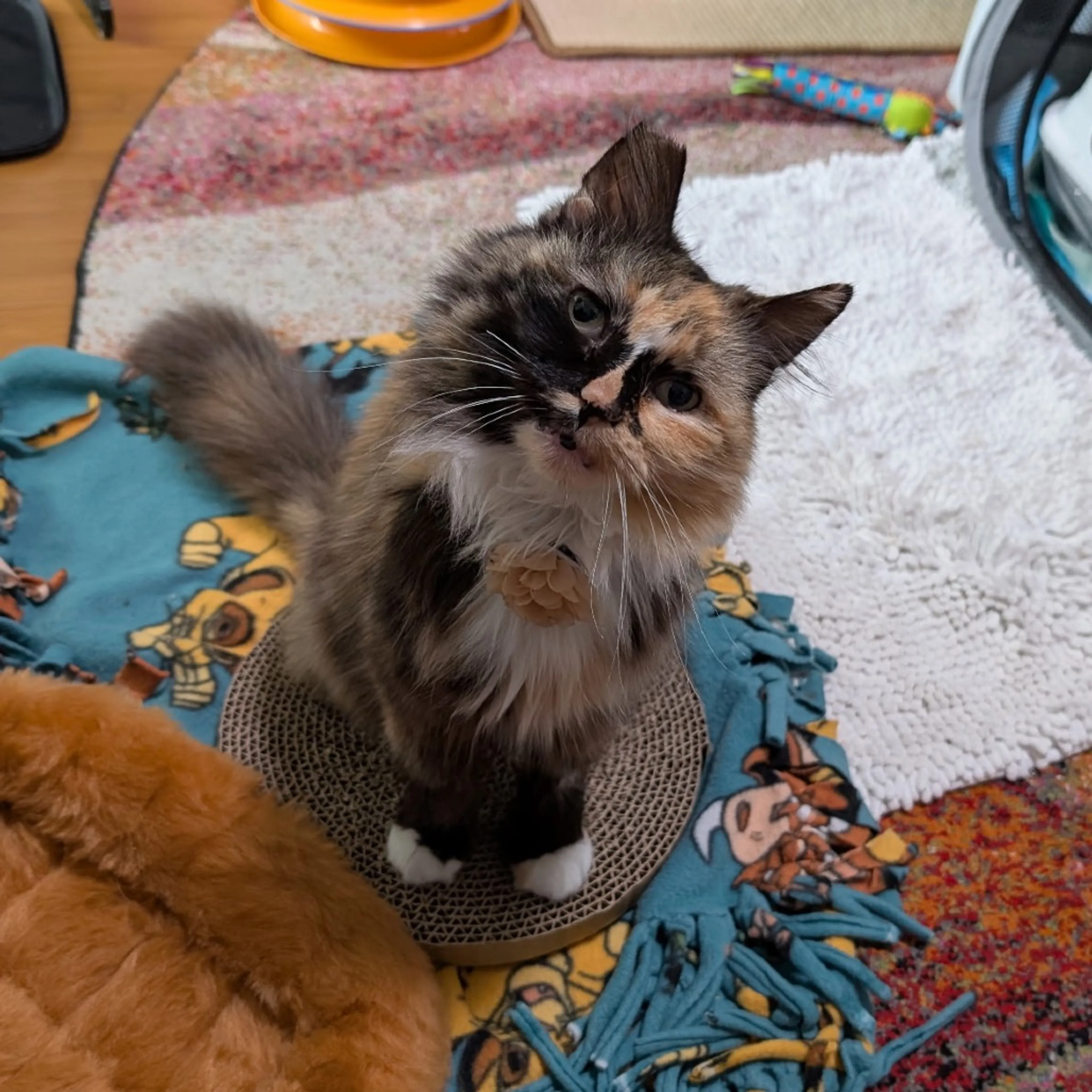 Found pet-5