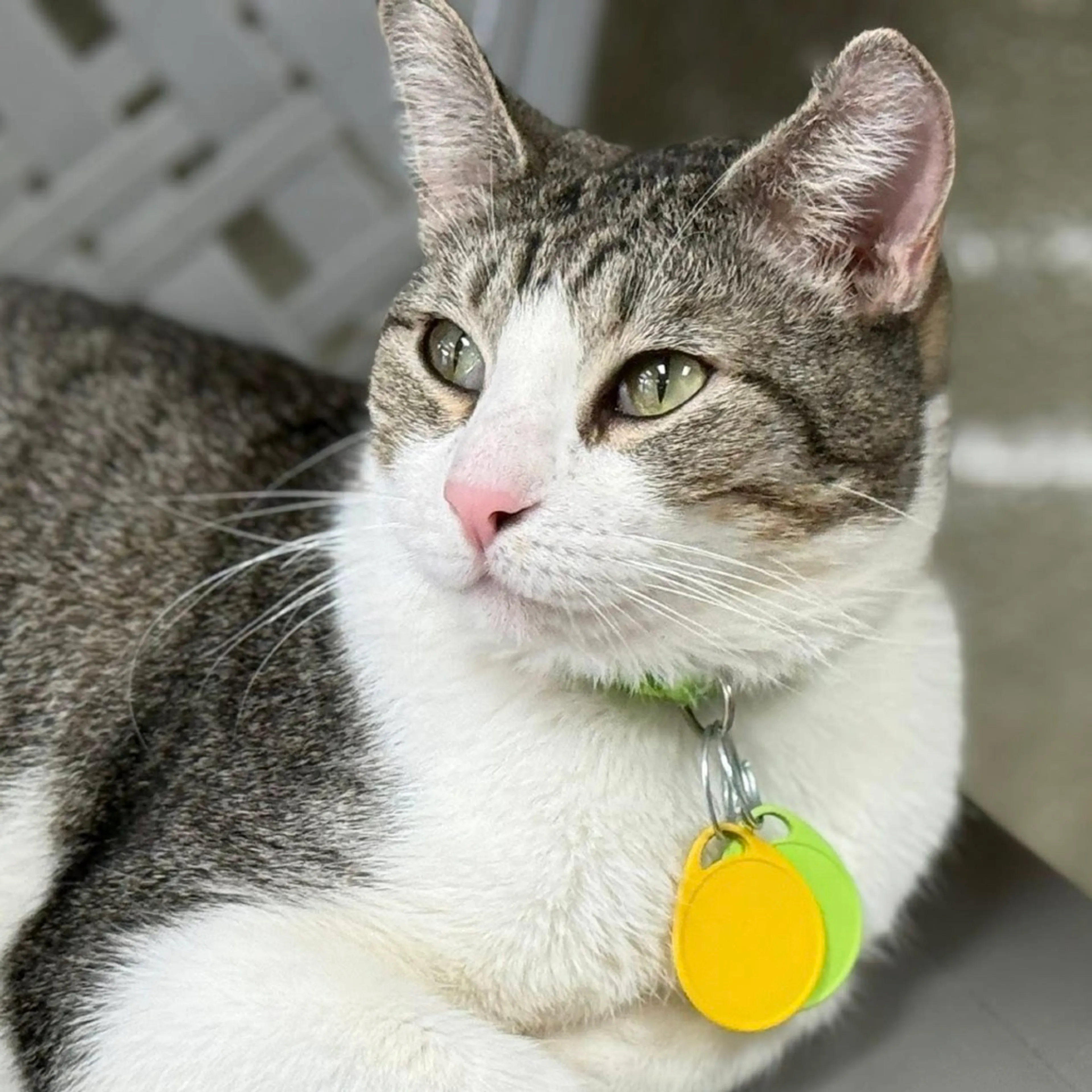 Found pet-13