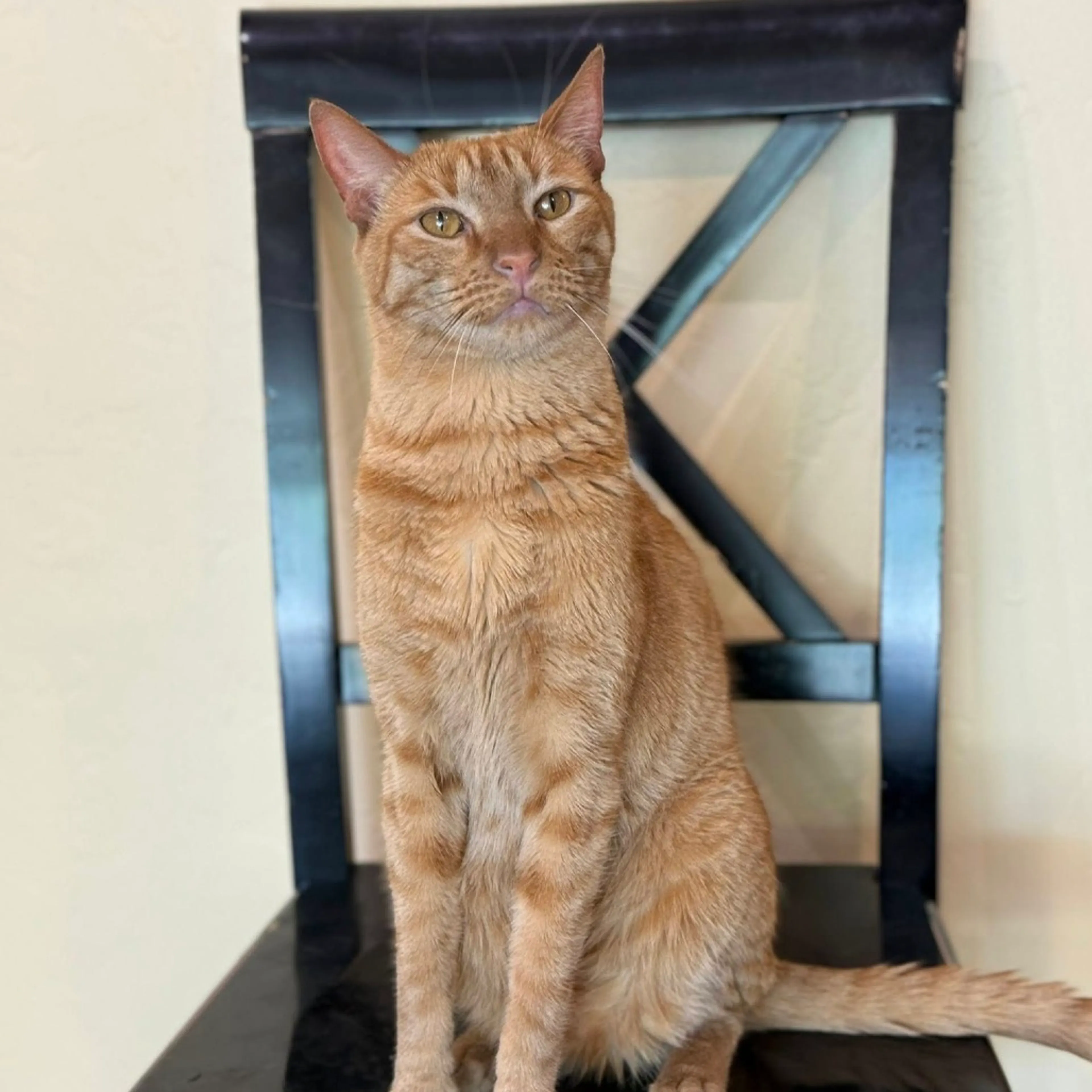 Found pet-7
