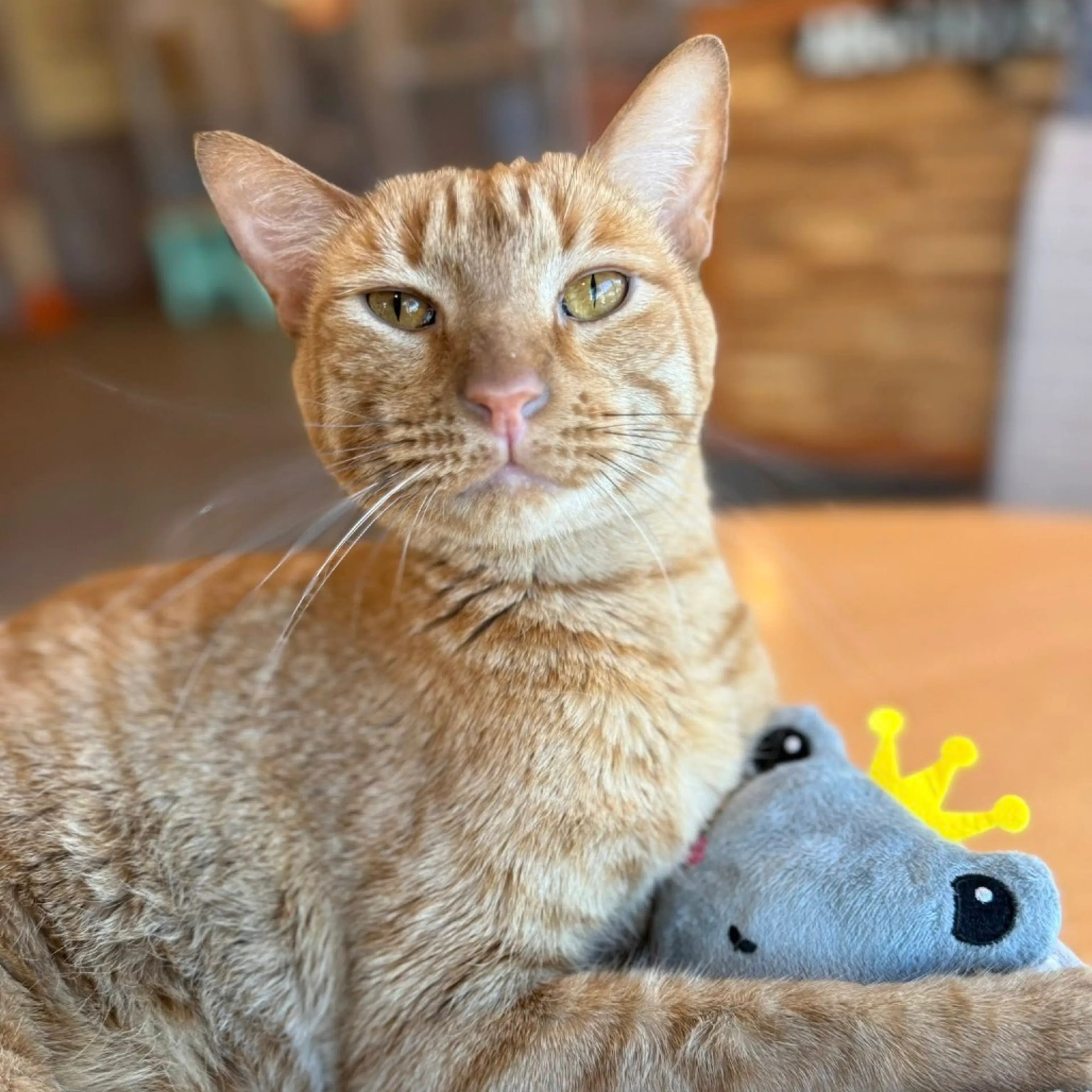 Found pet-13