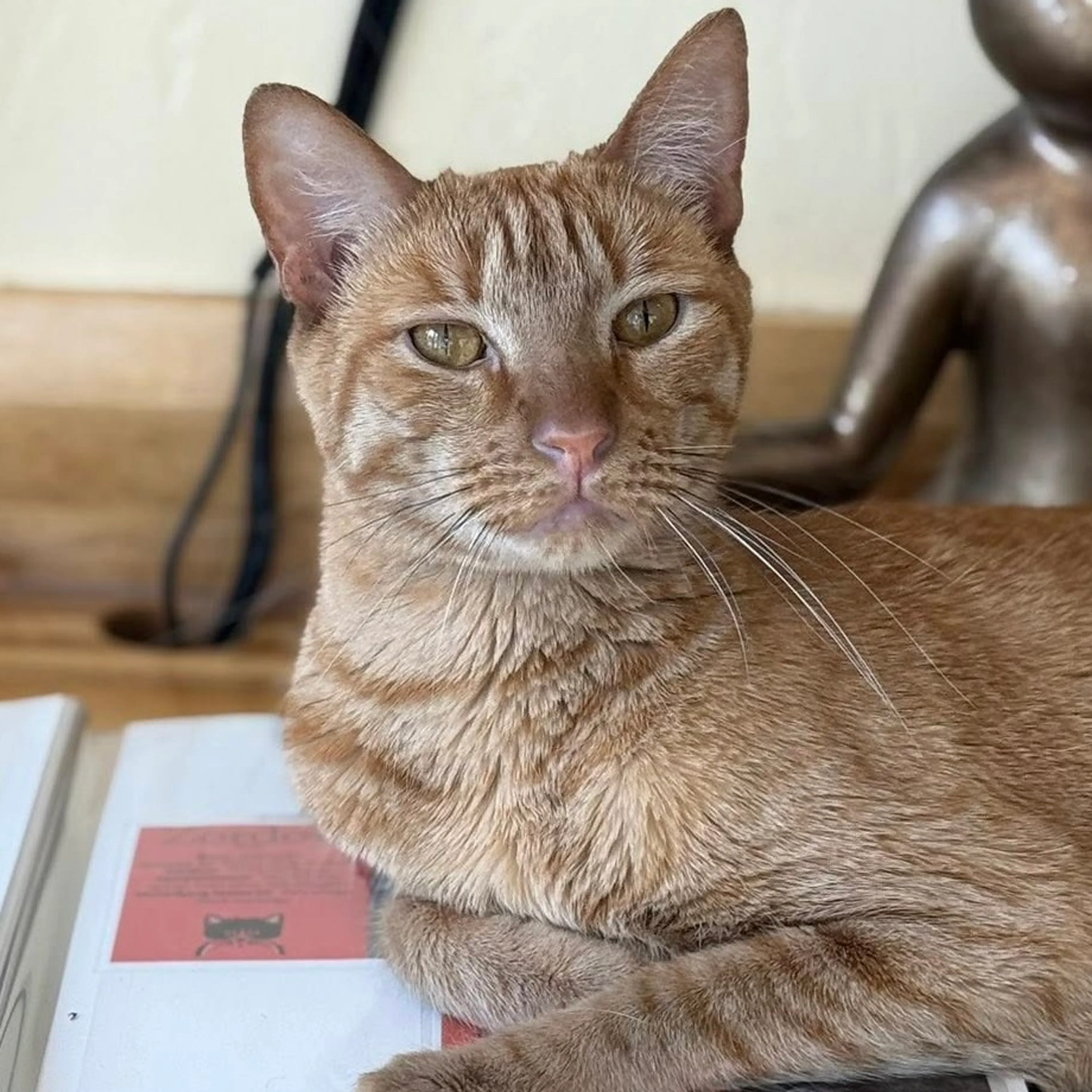 Found pet-8