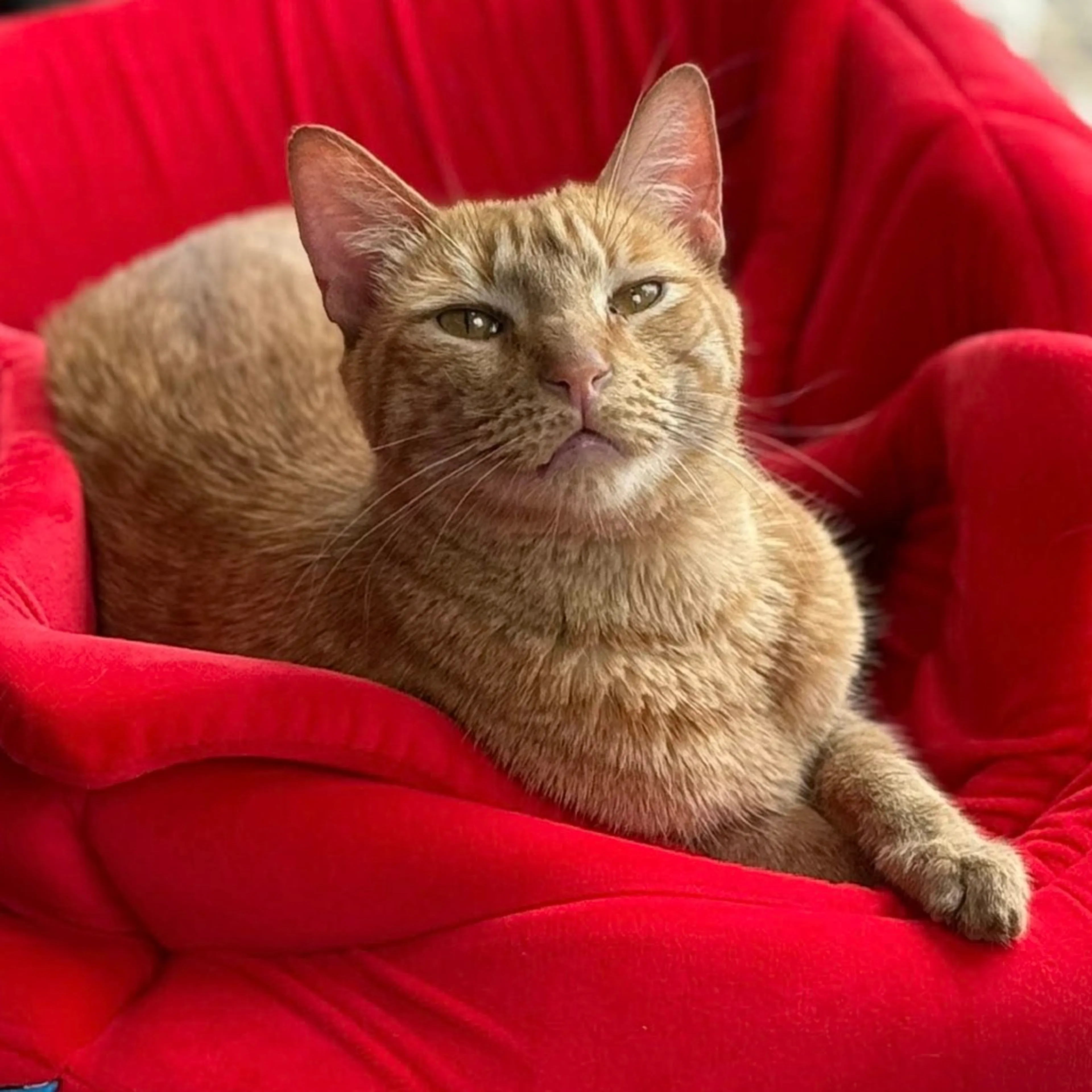 Found pet-18