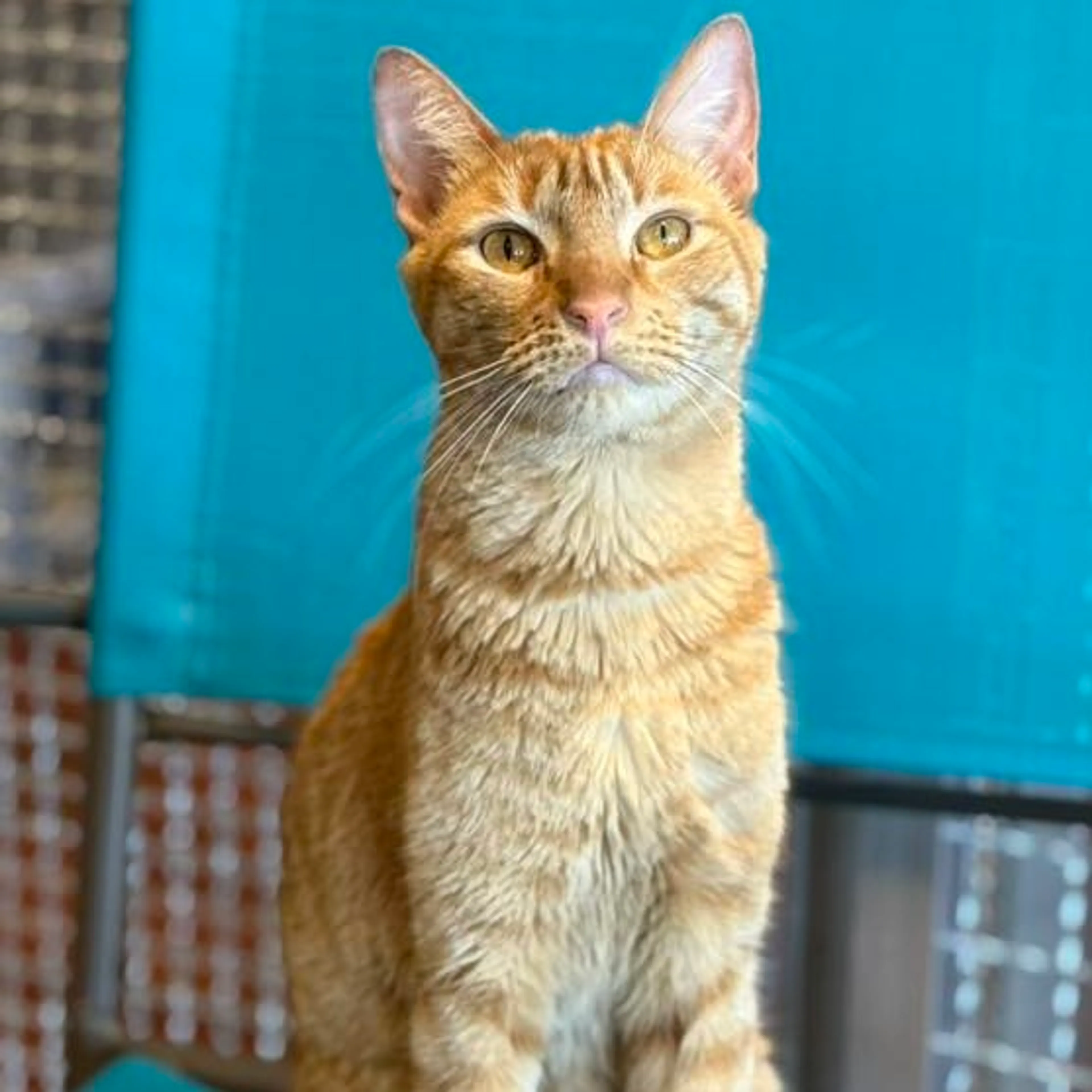 Found pet-19