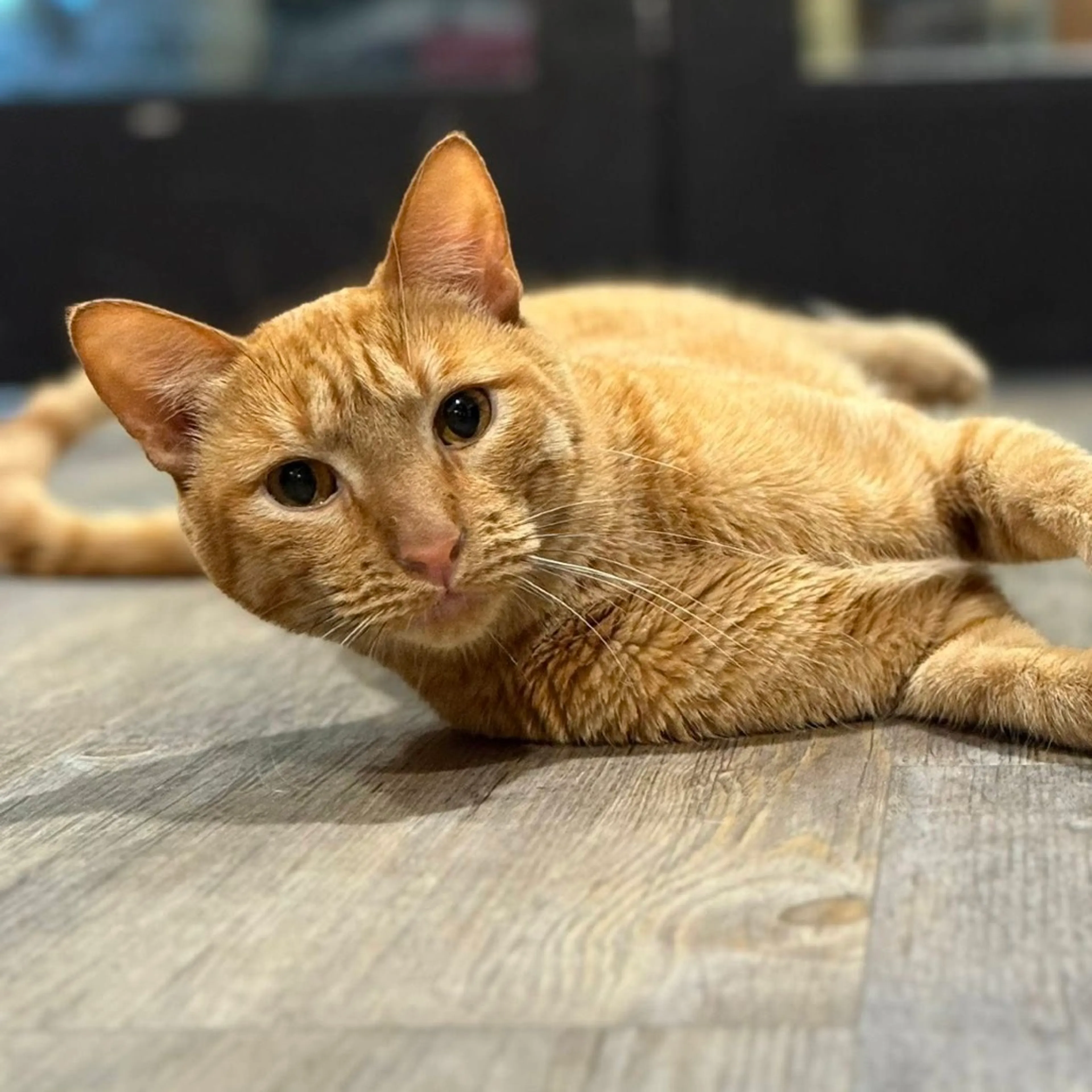 Found pet-12