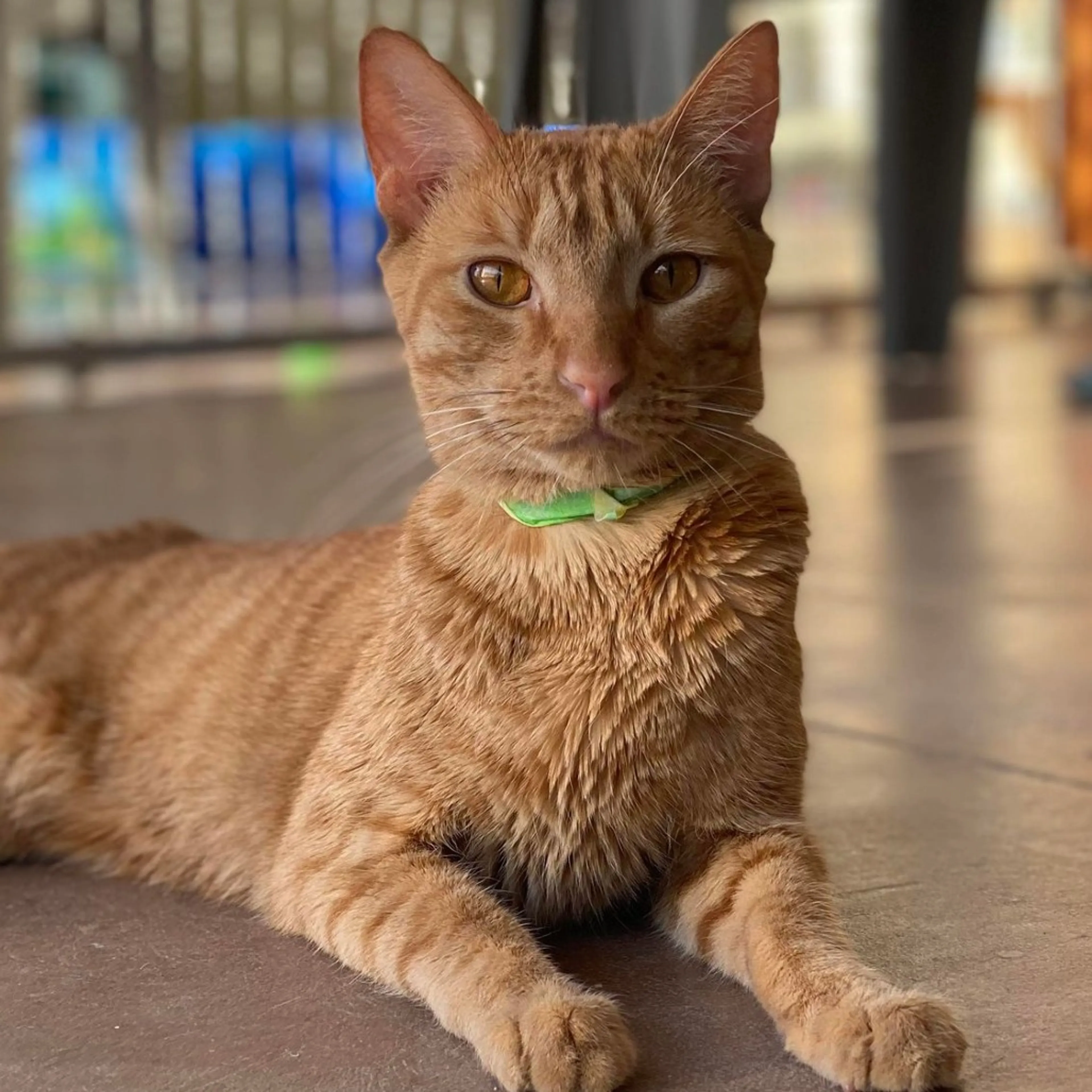 Found pet-10