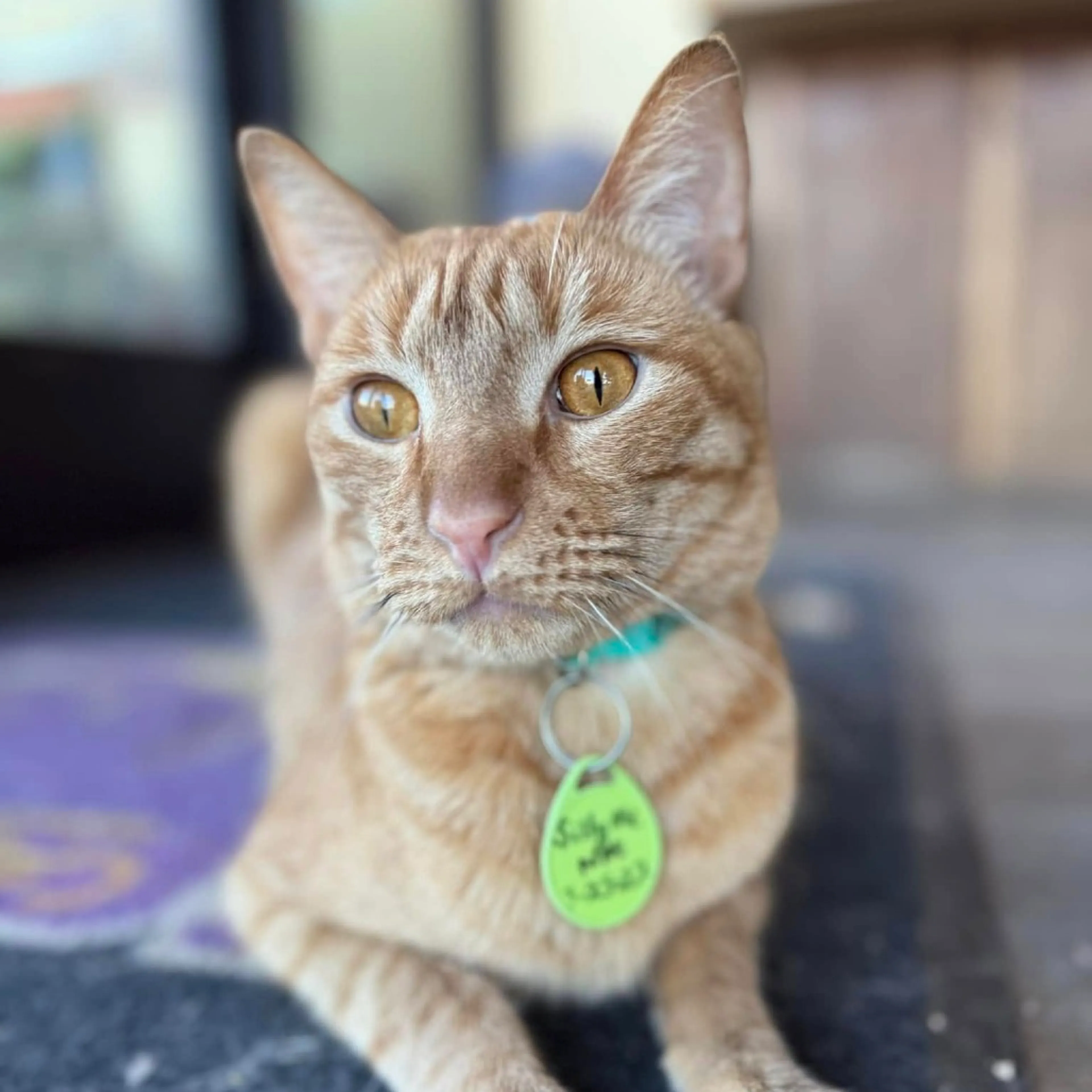 Found pet-9