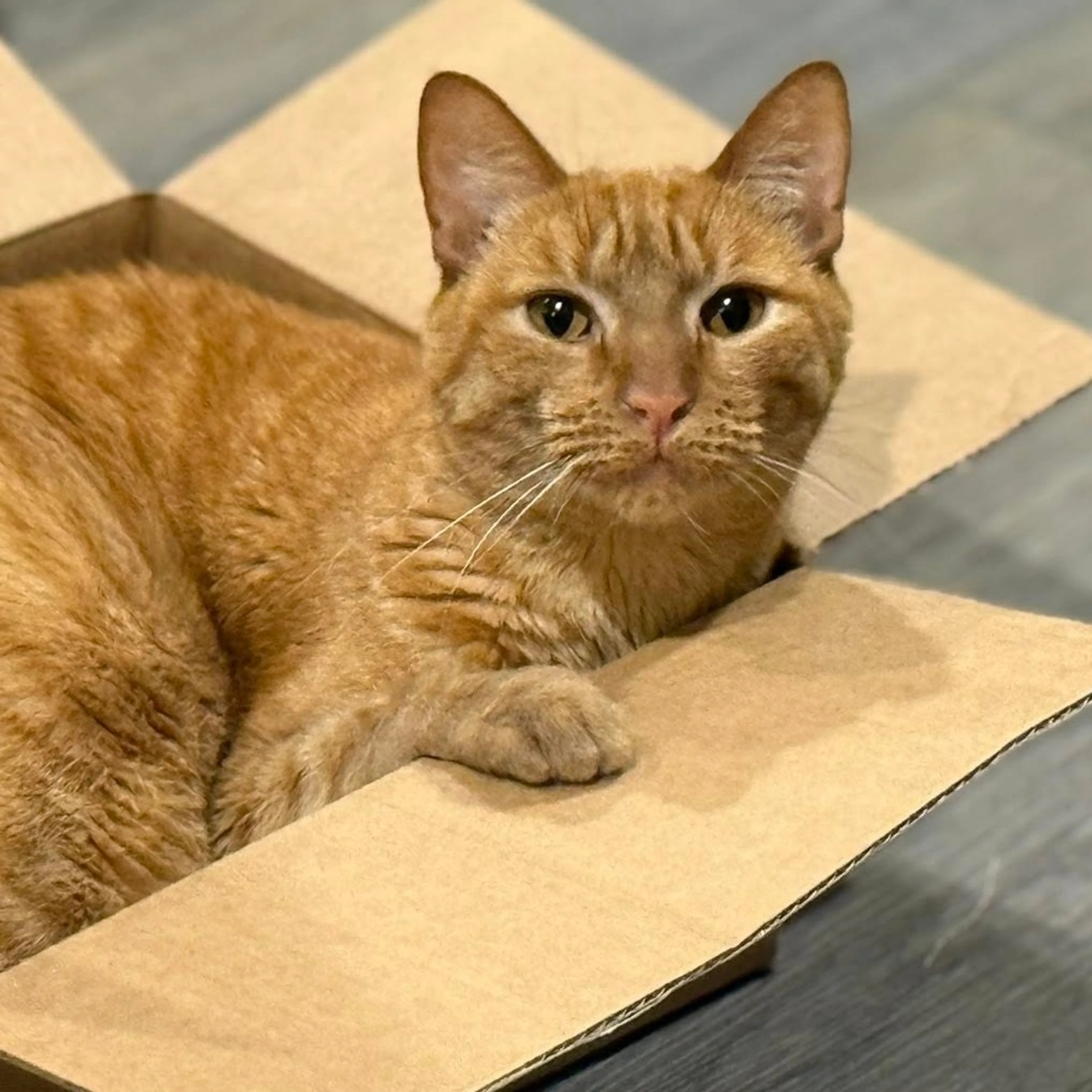 Found pet-5