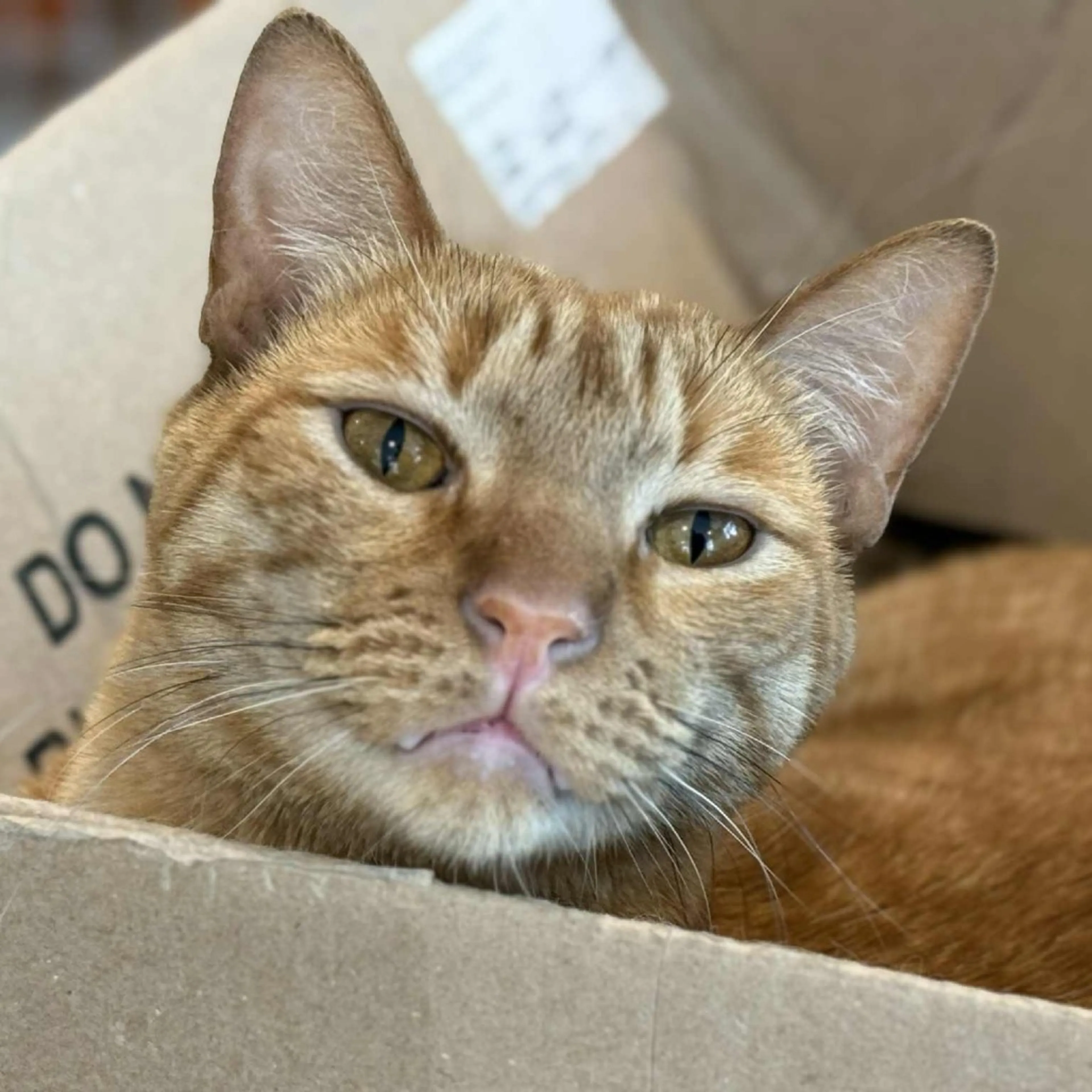 Found pet-6