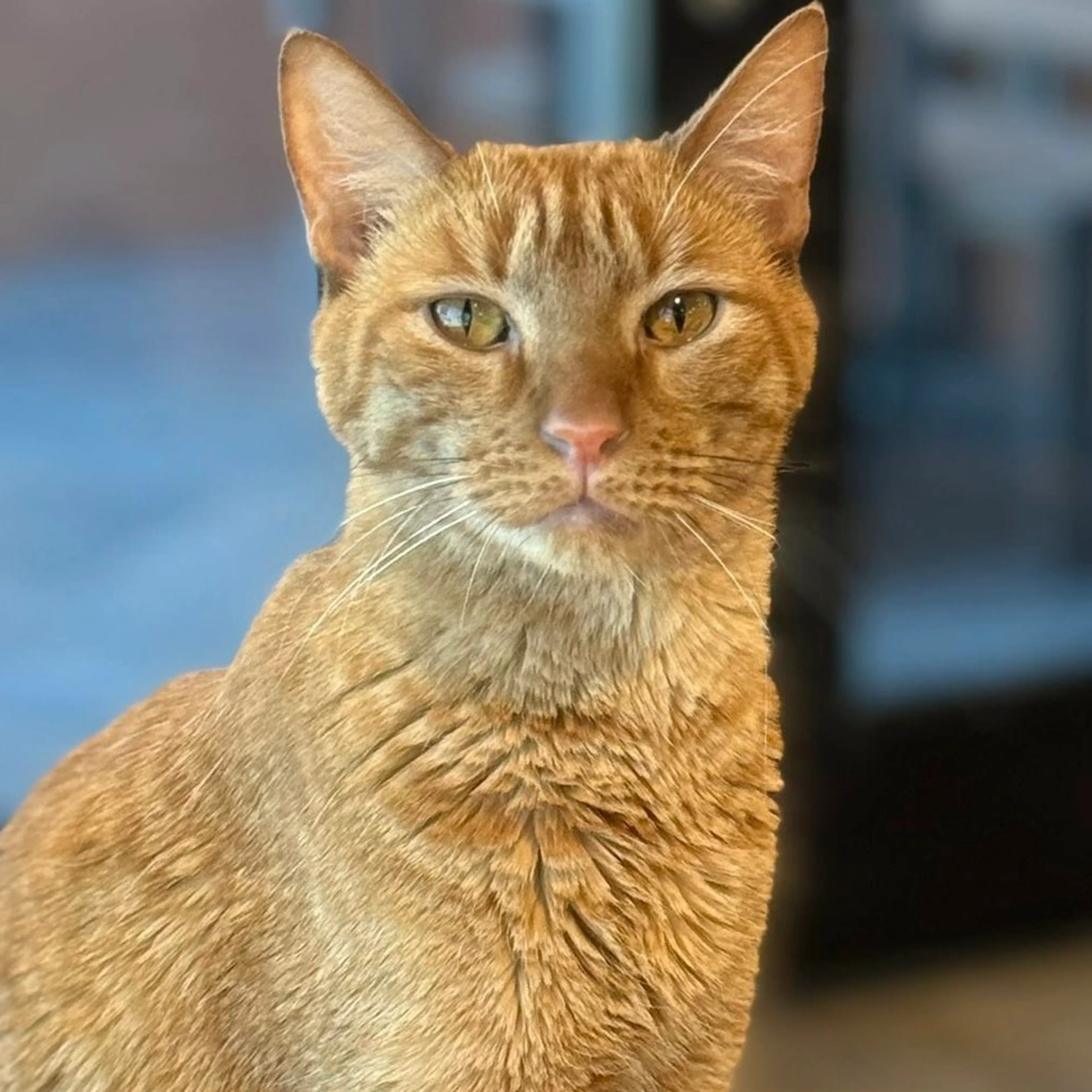 Found pet-4