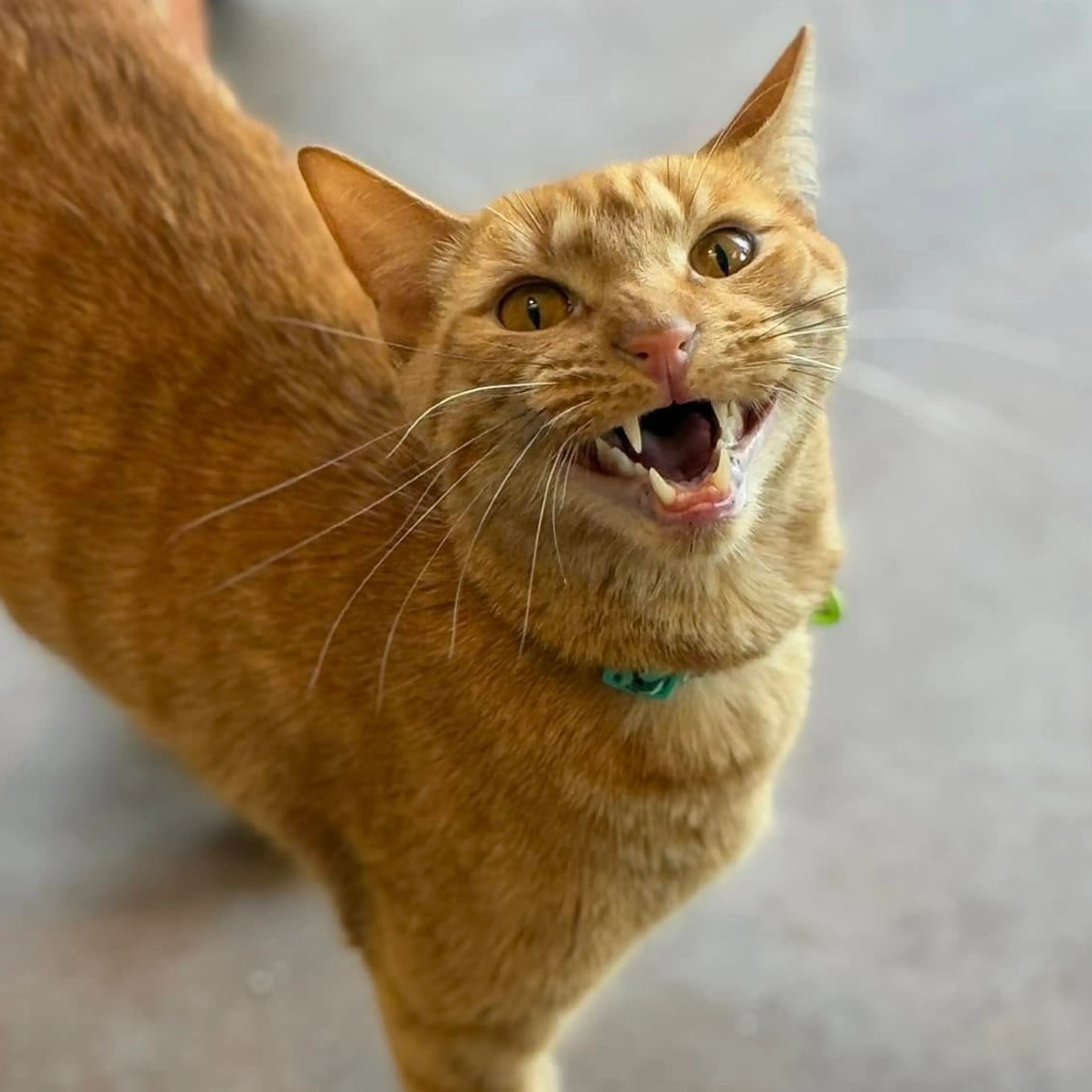 Found pet-17