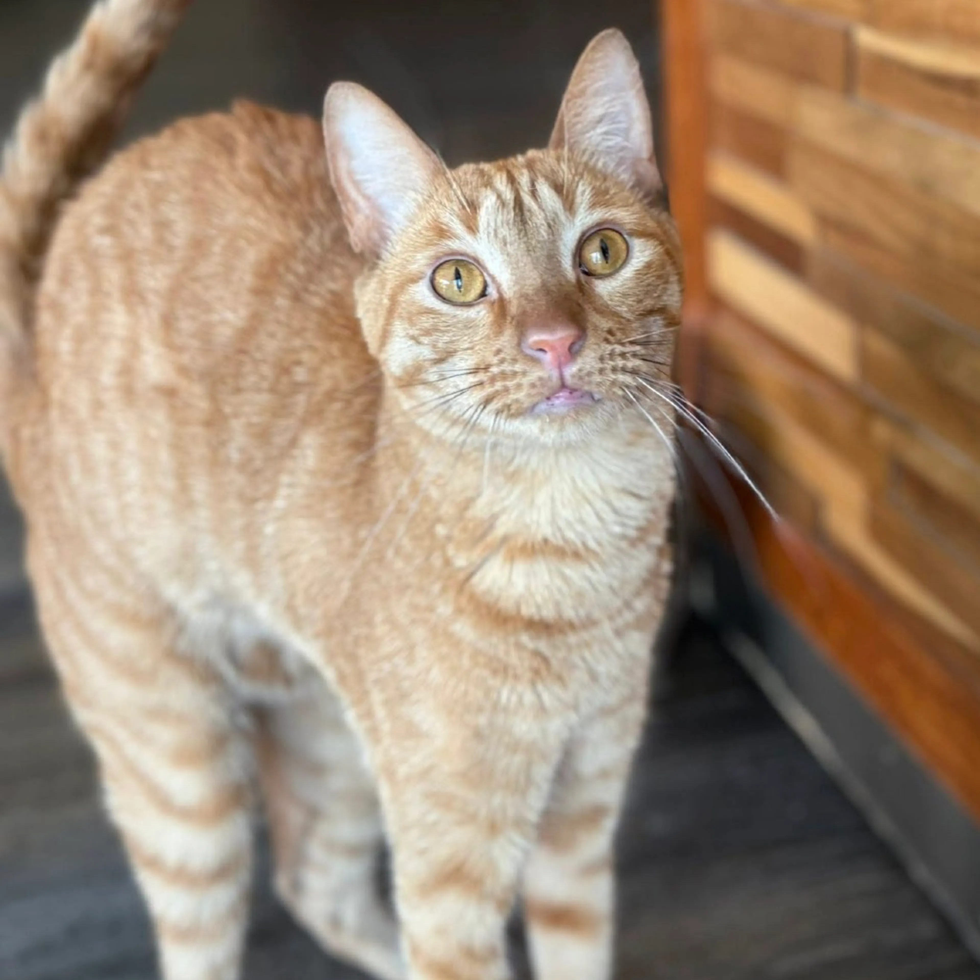 Found pet-14
