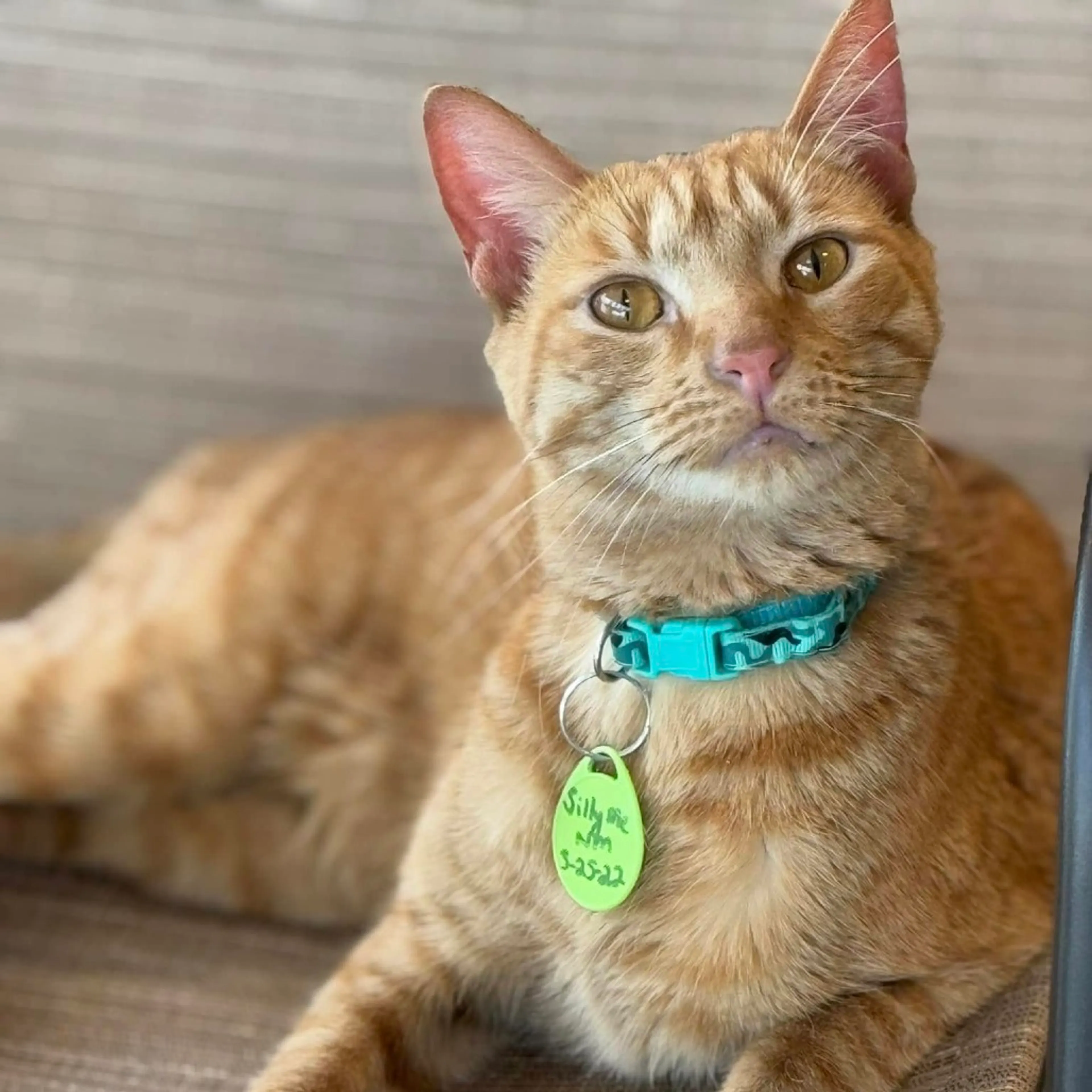 Found pet-3