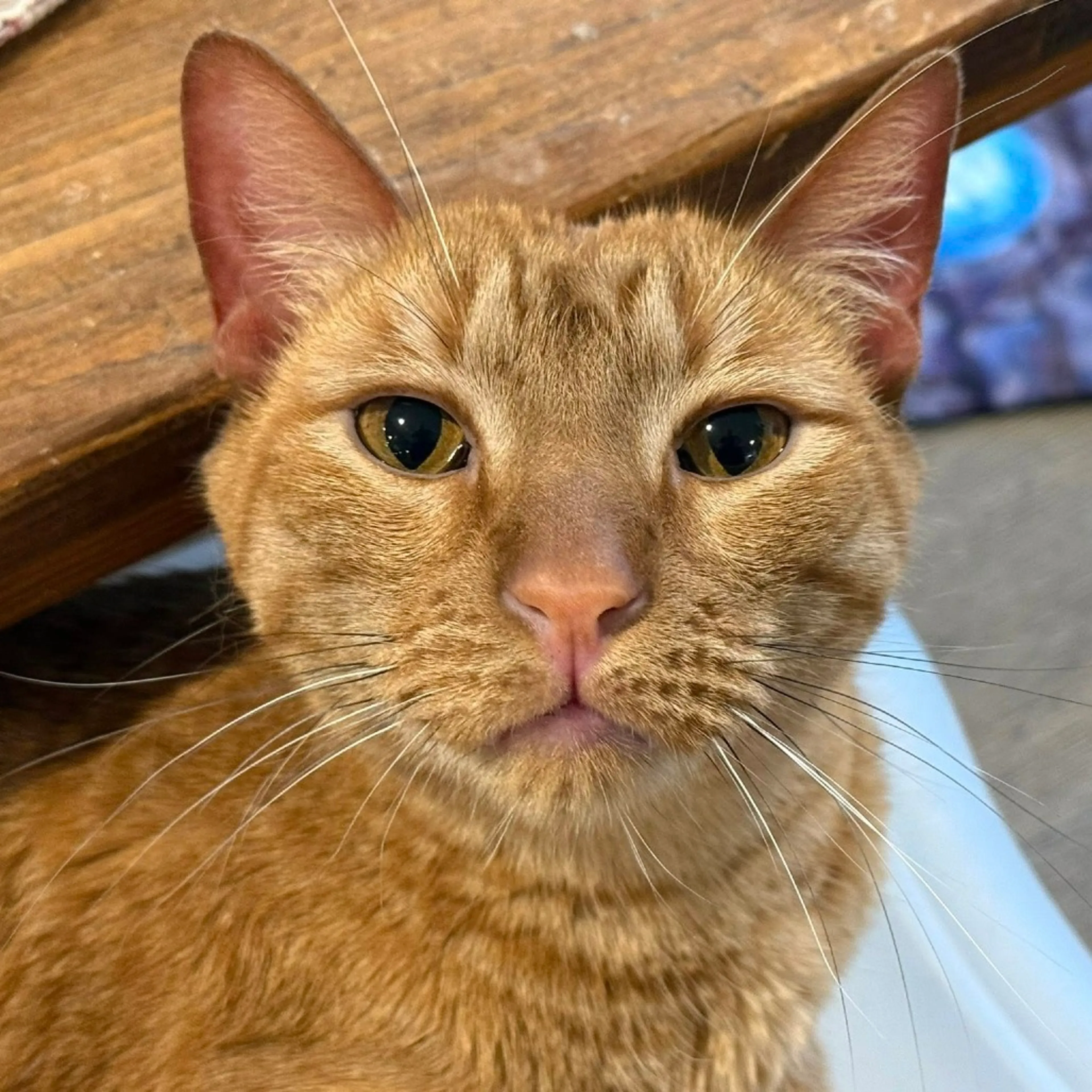 Found pet-11