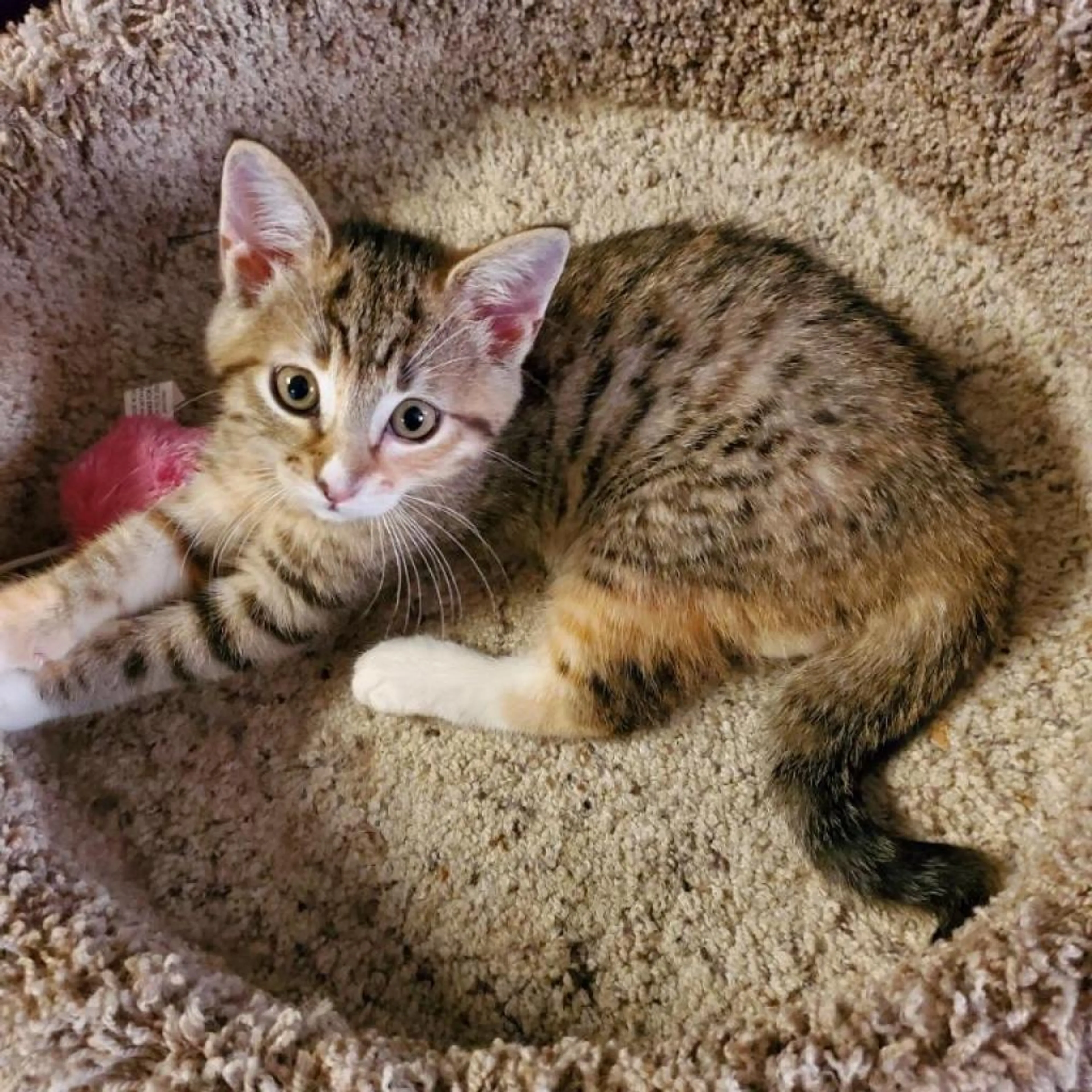 Found pet