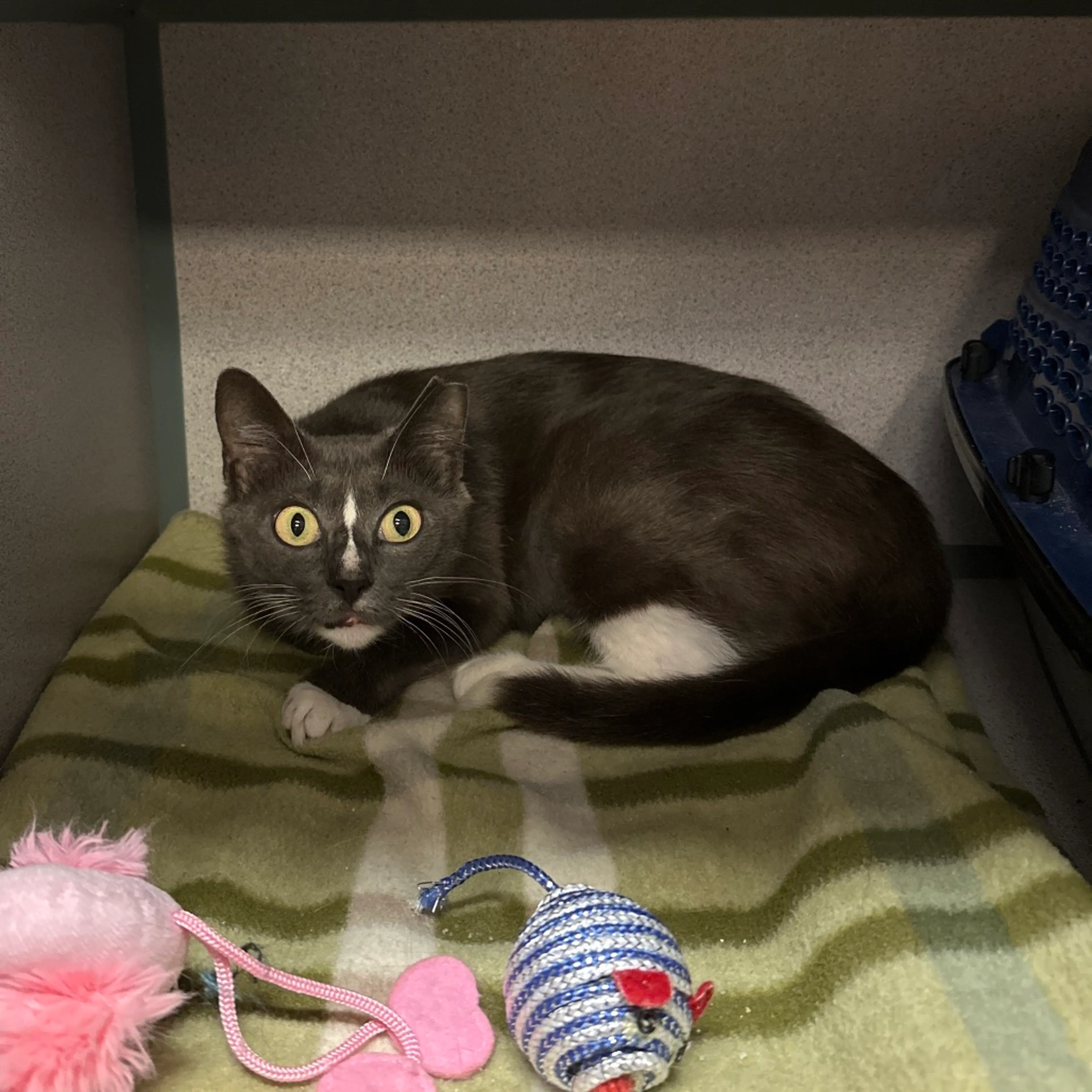 Found pet-2