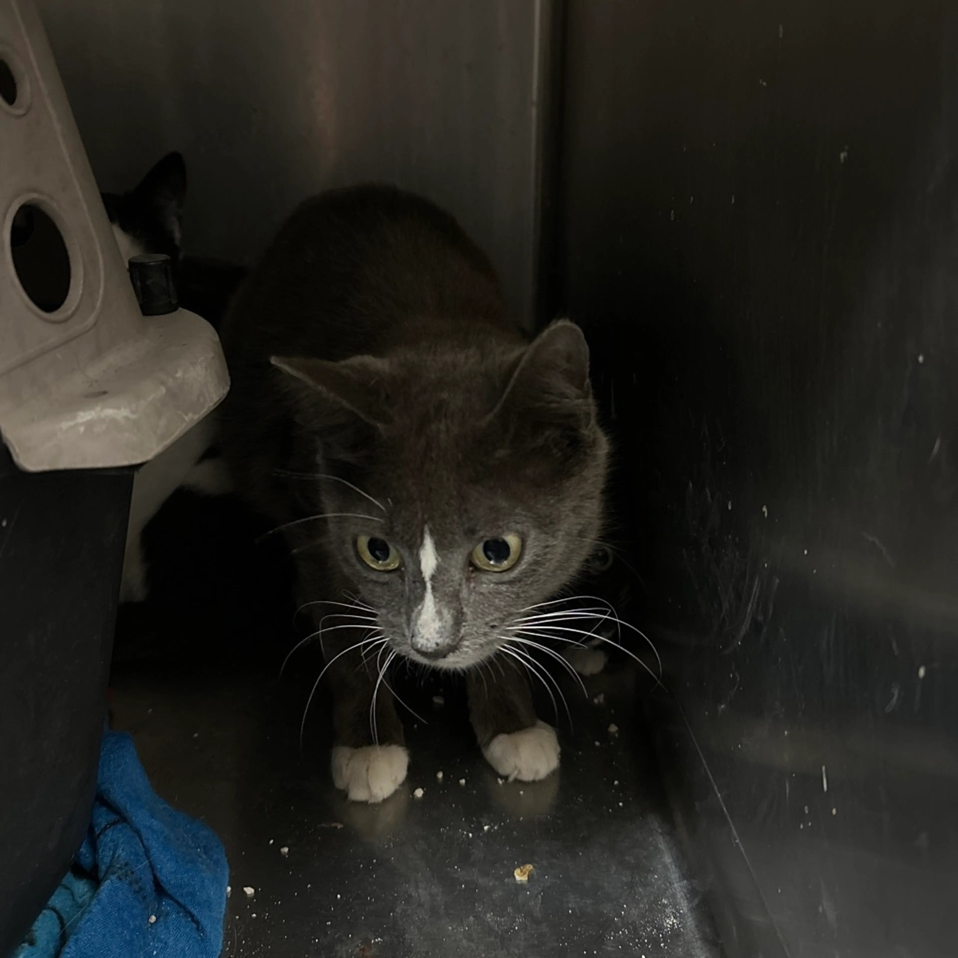 Found pet-1