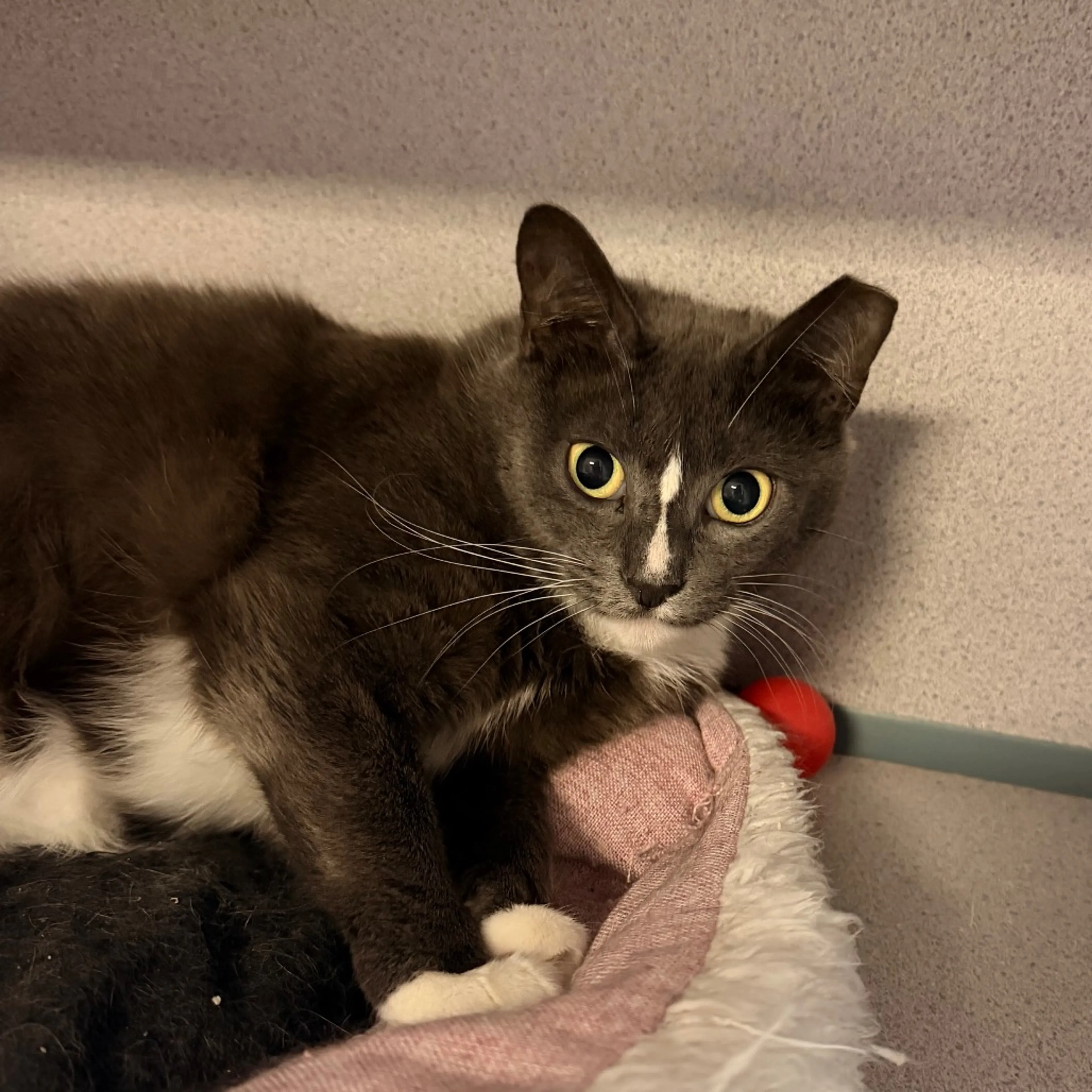 Found pet-3