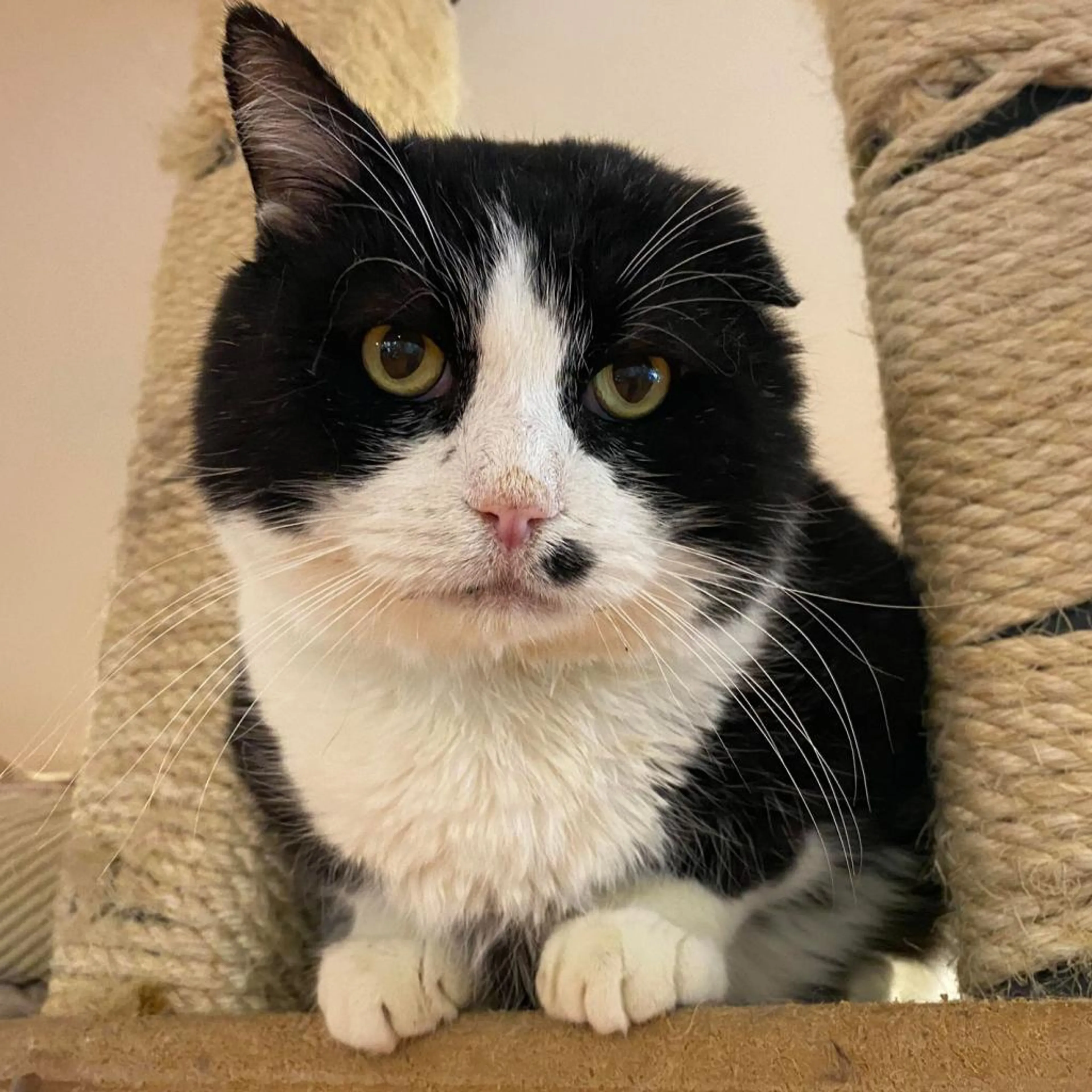 Found pet-3