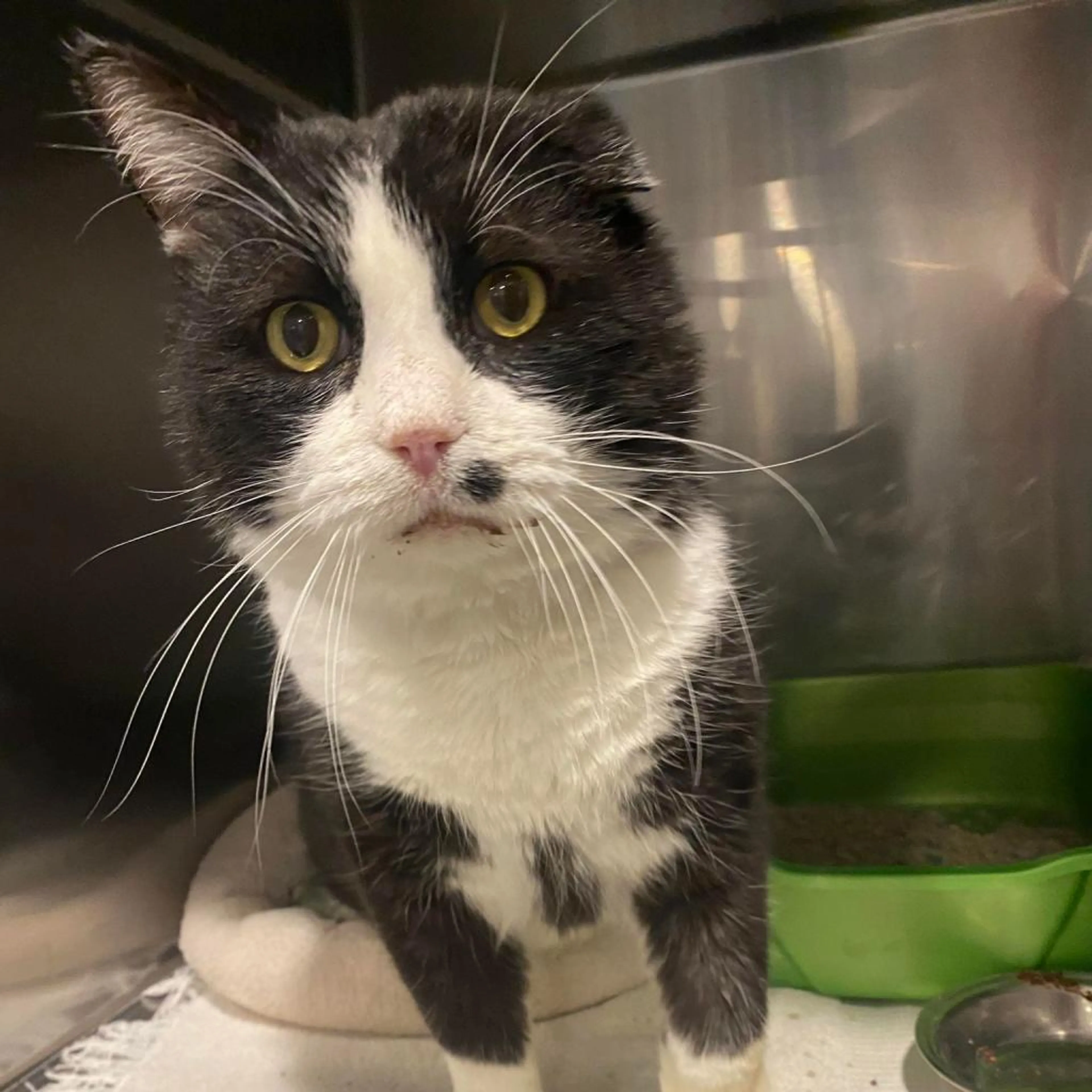 Found pet-3