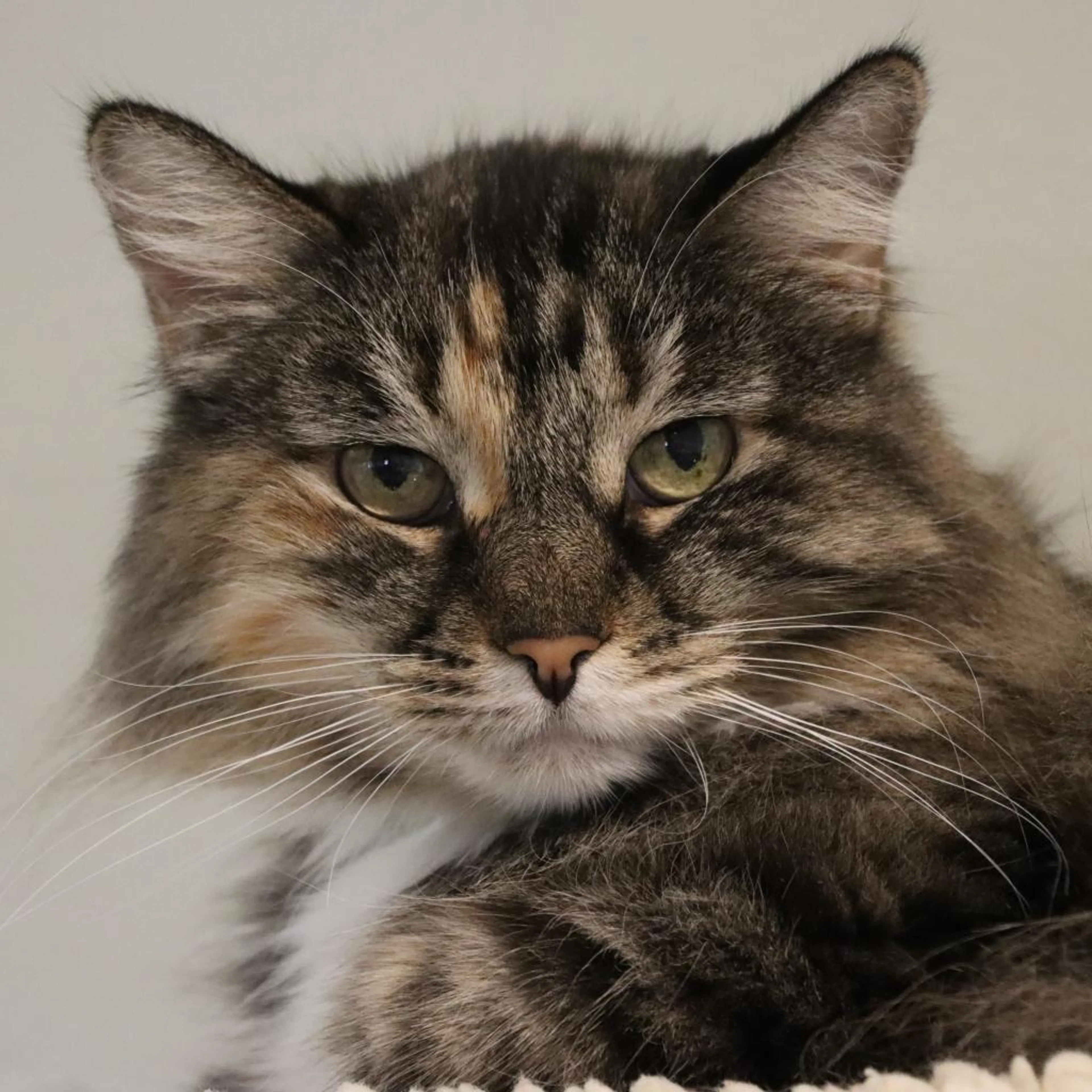 cdn image