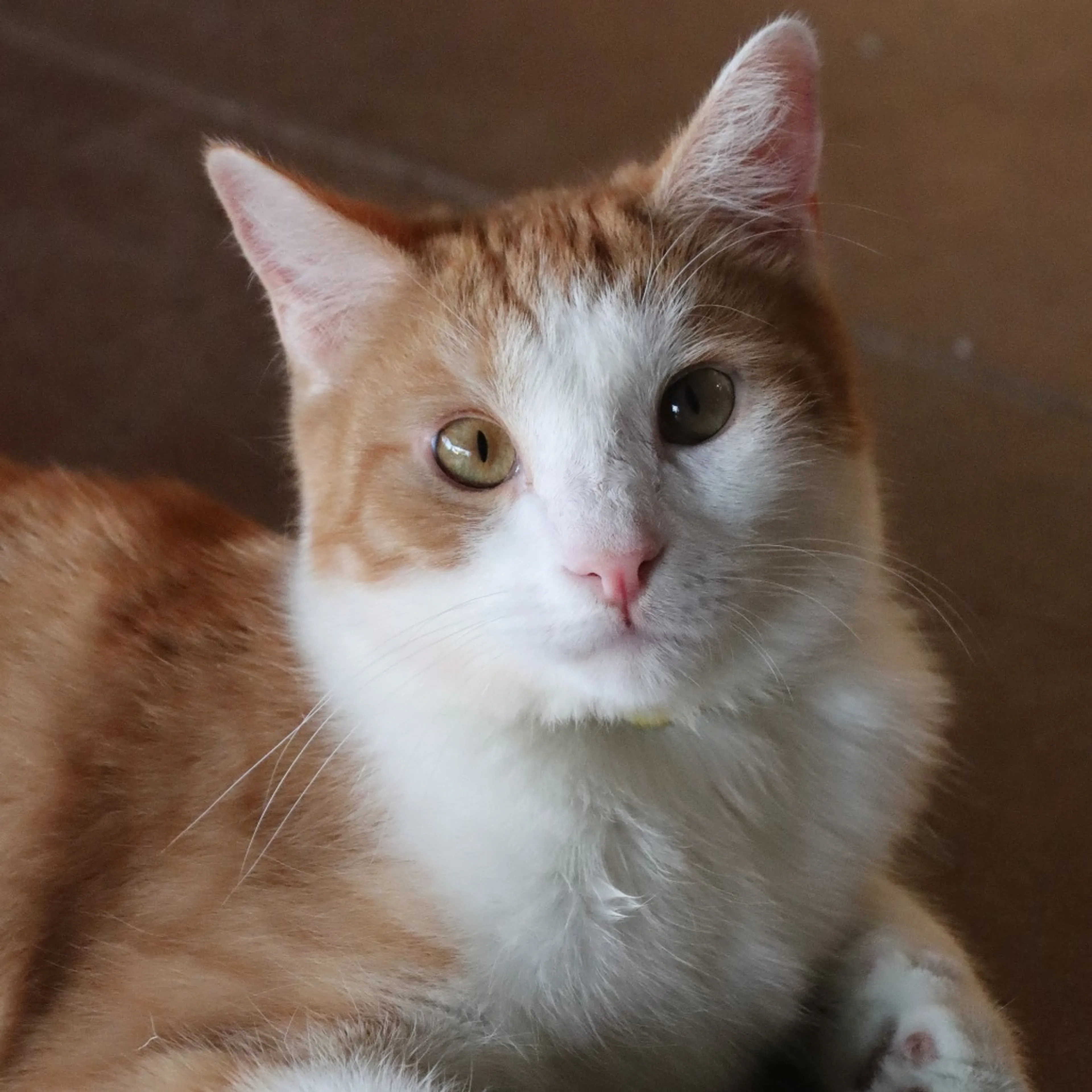 Found pet-0