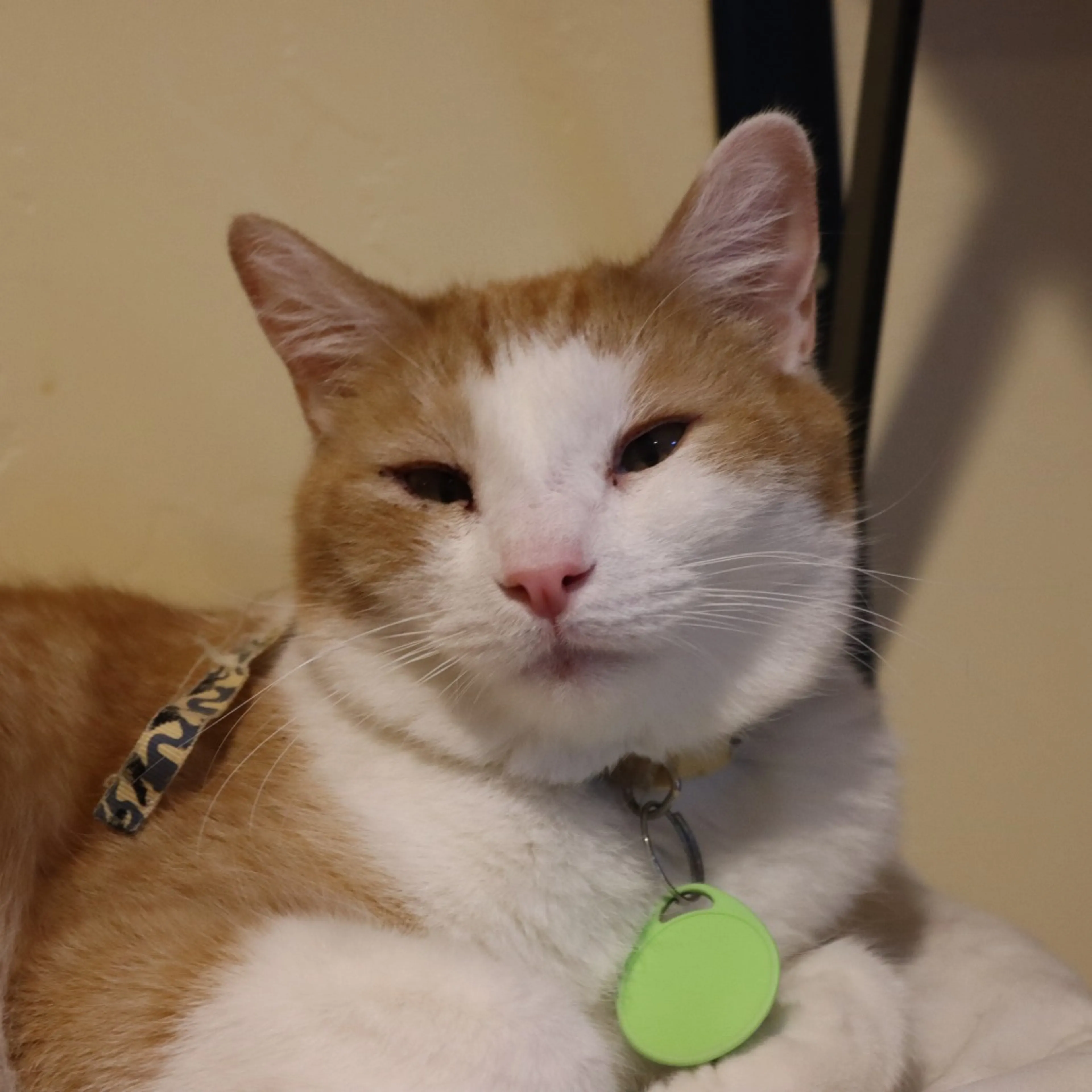 Found pet-13