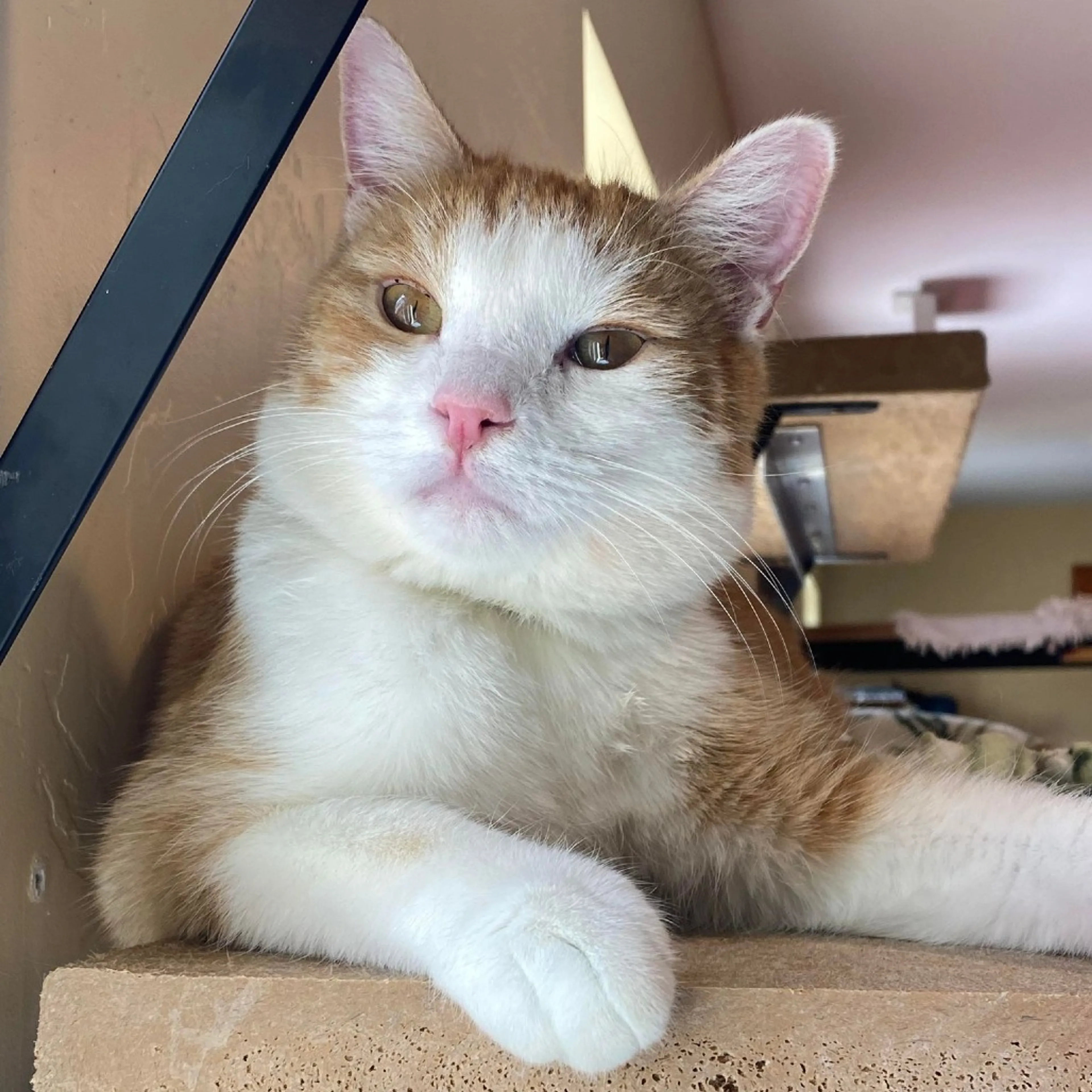 Found pet-10