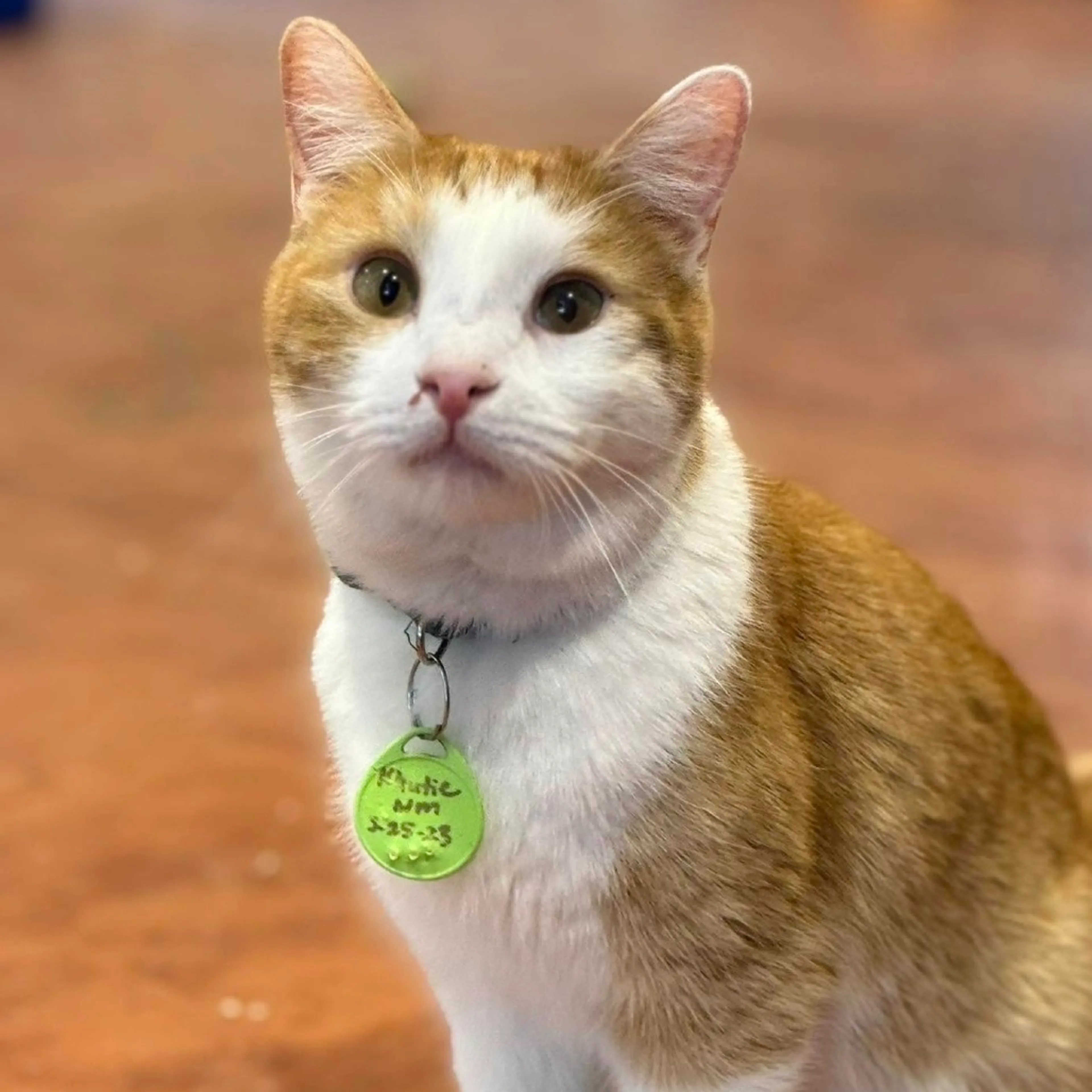 Found pet-12