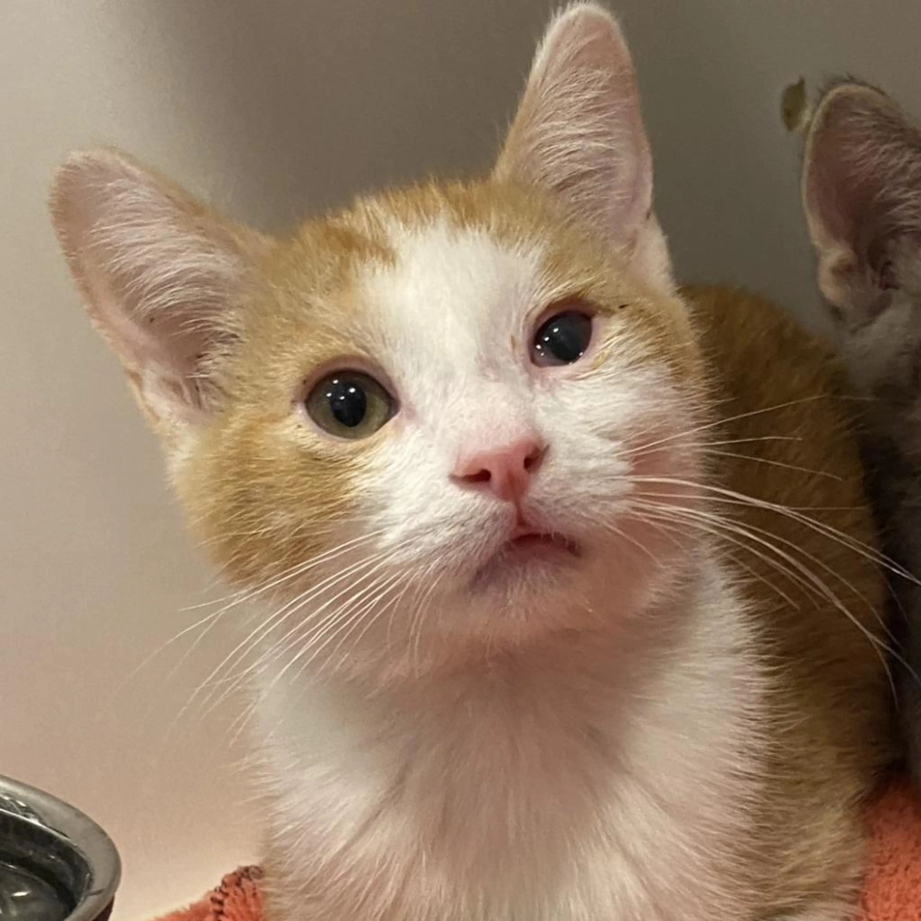 Found pet-4
