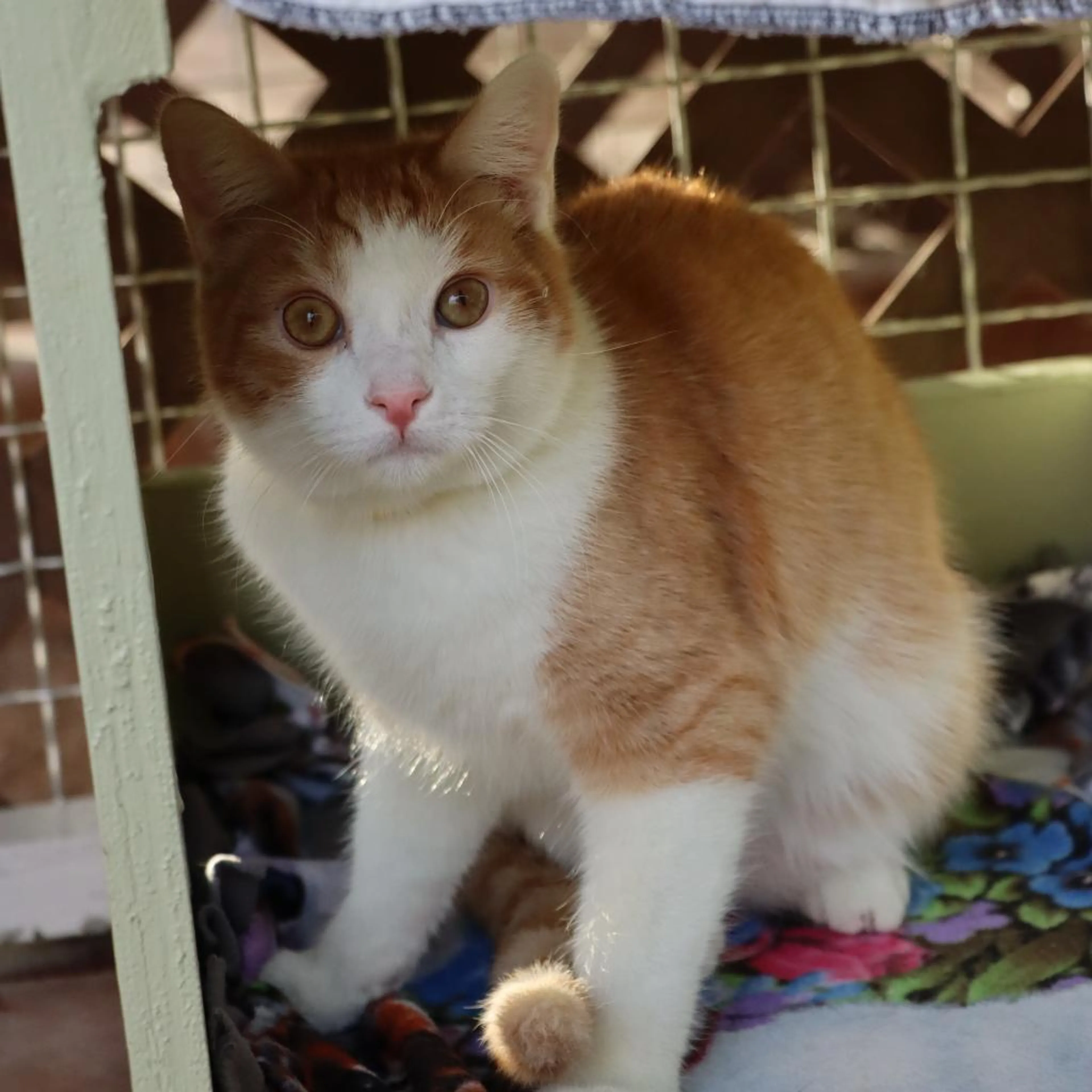 Found pet-2