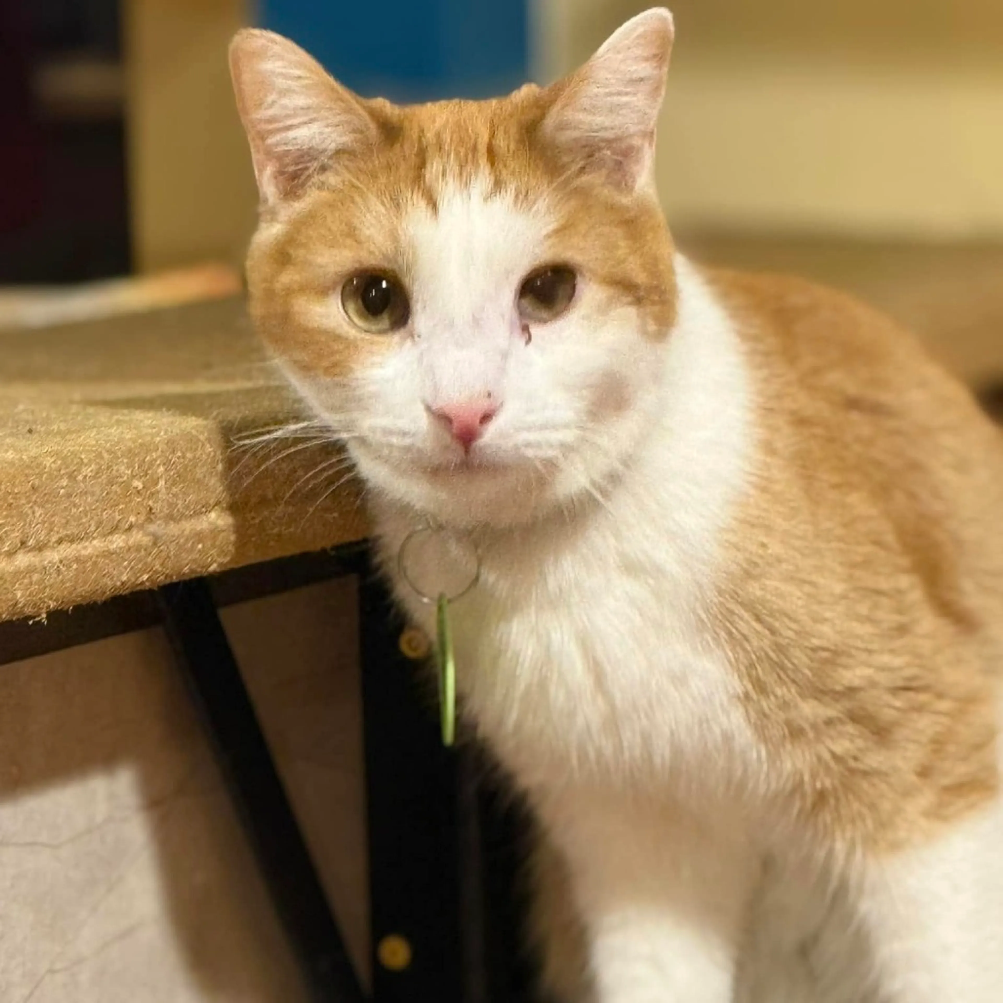 Found pet-7