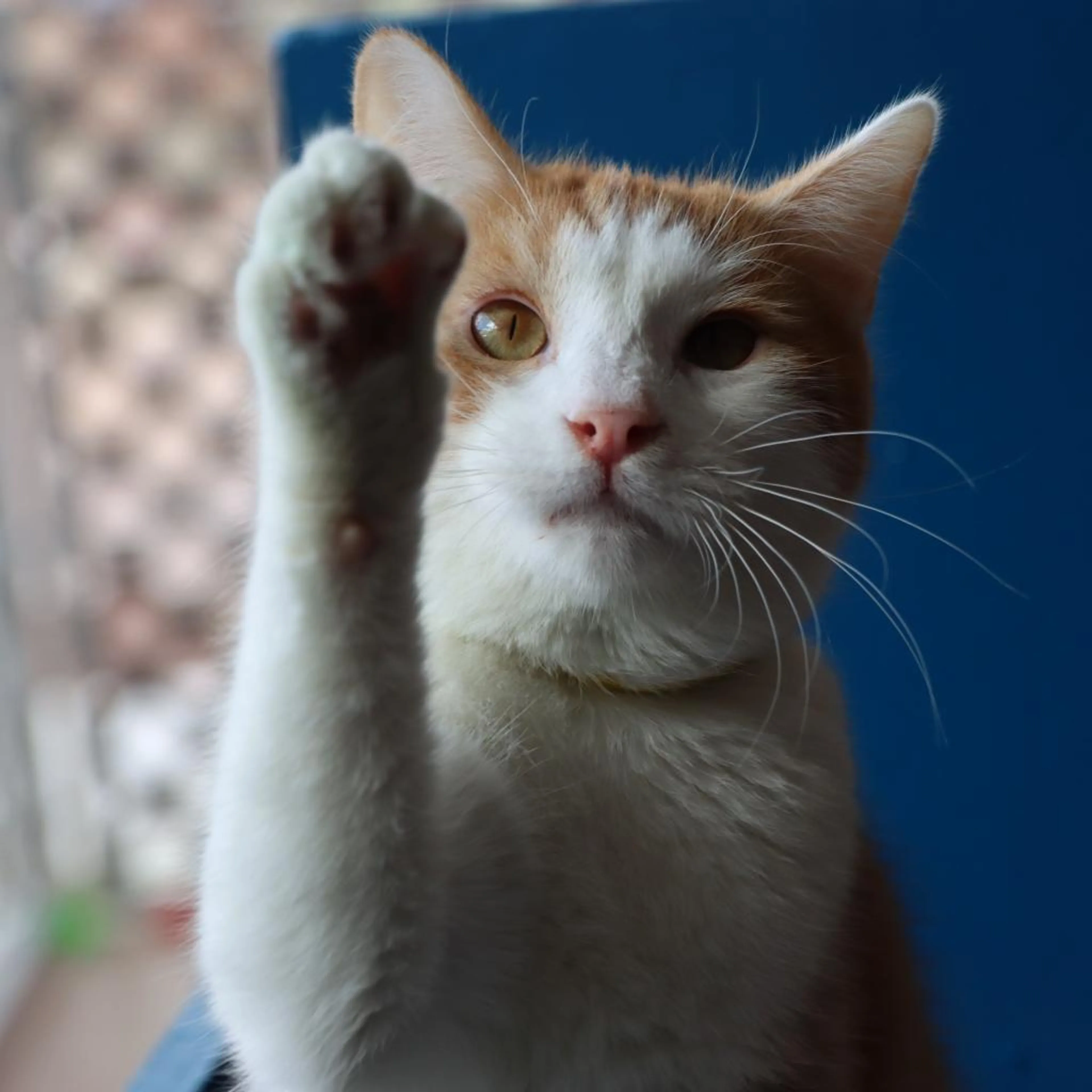 Found pet-1