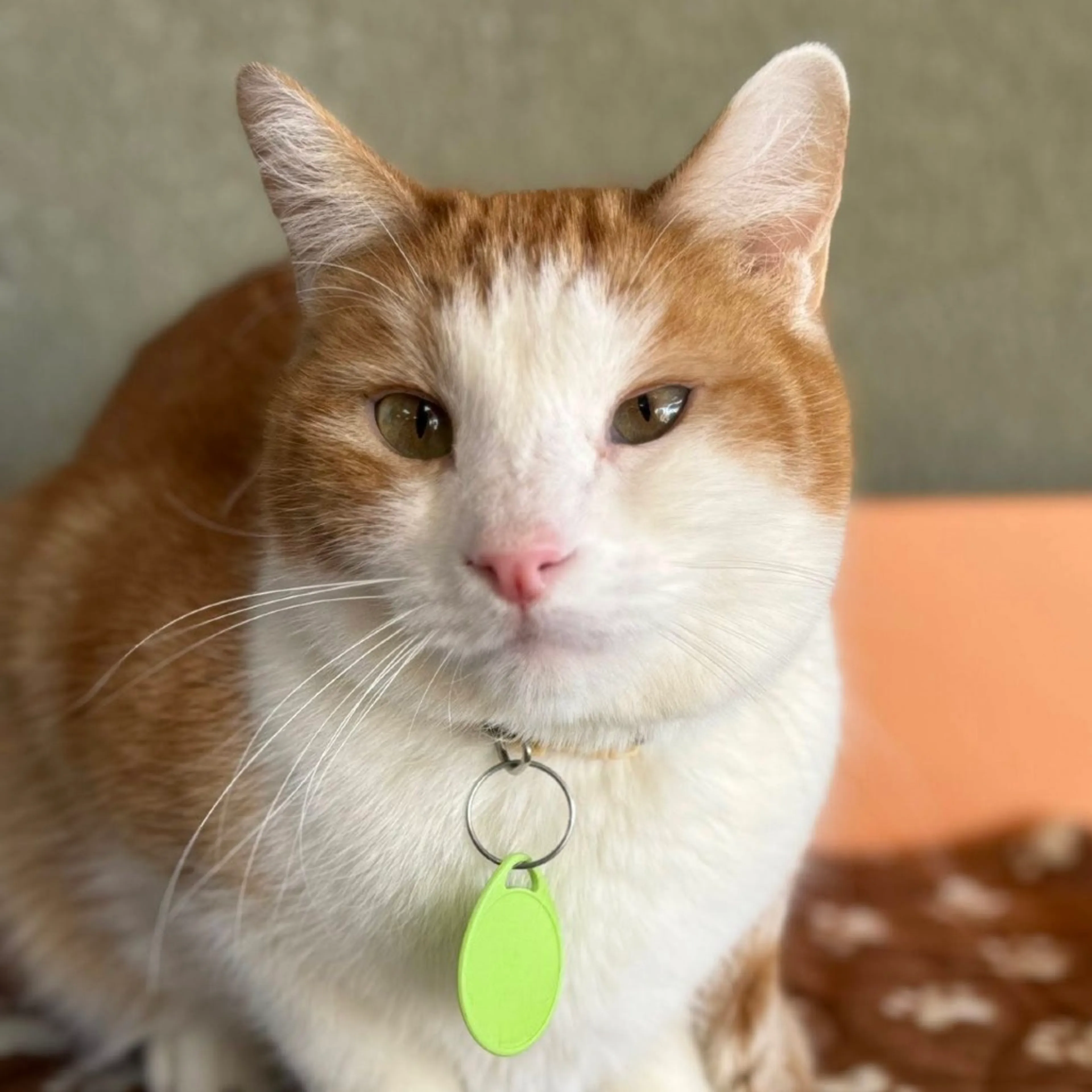 Found pet-6