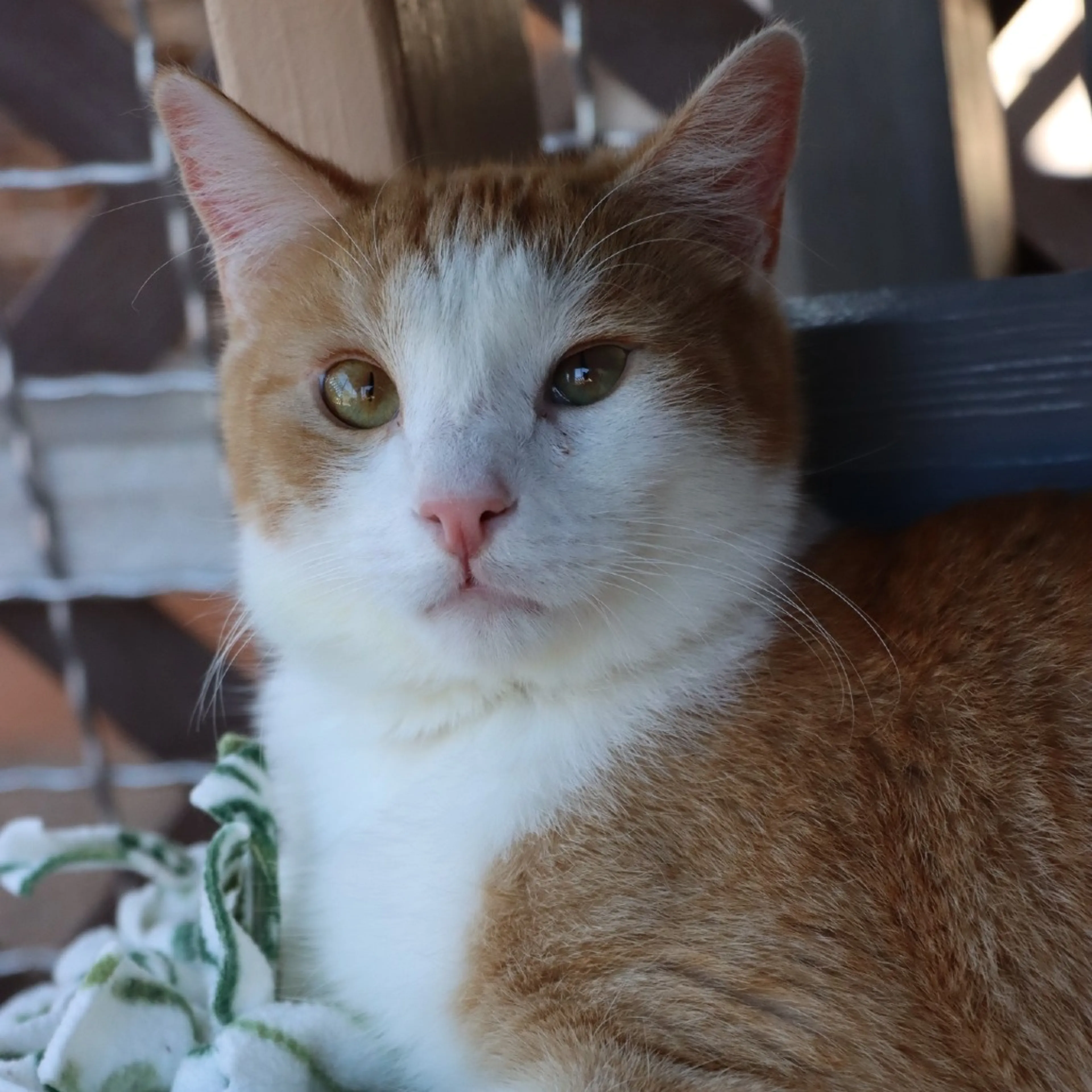 Found pet-8