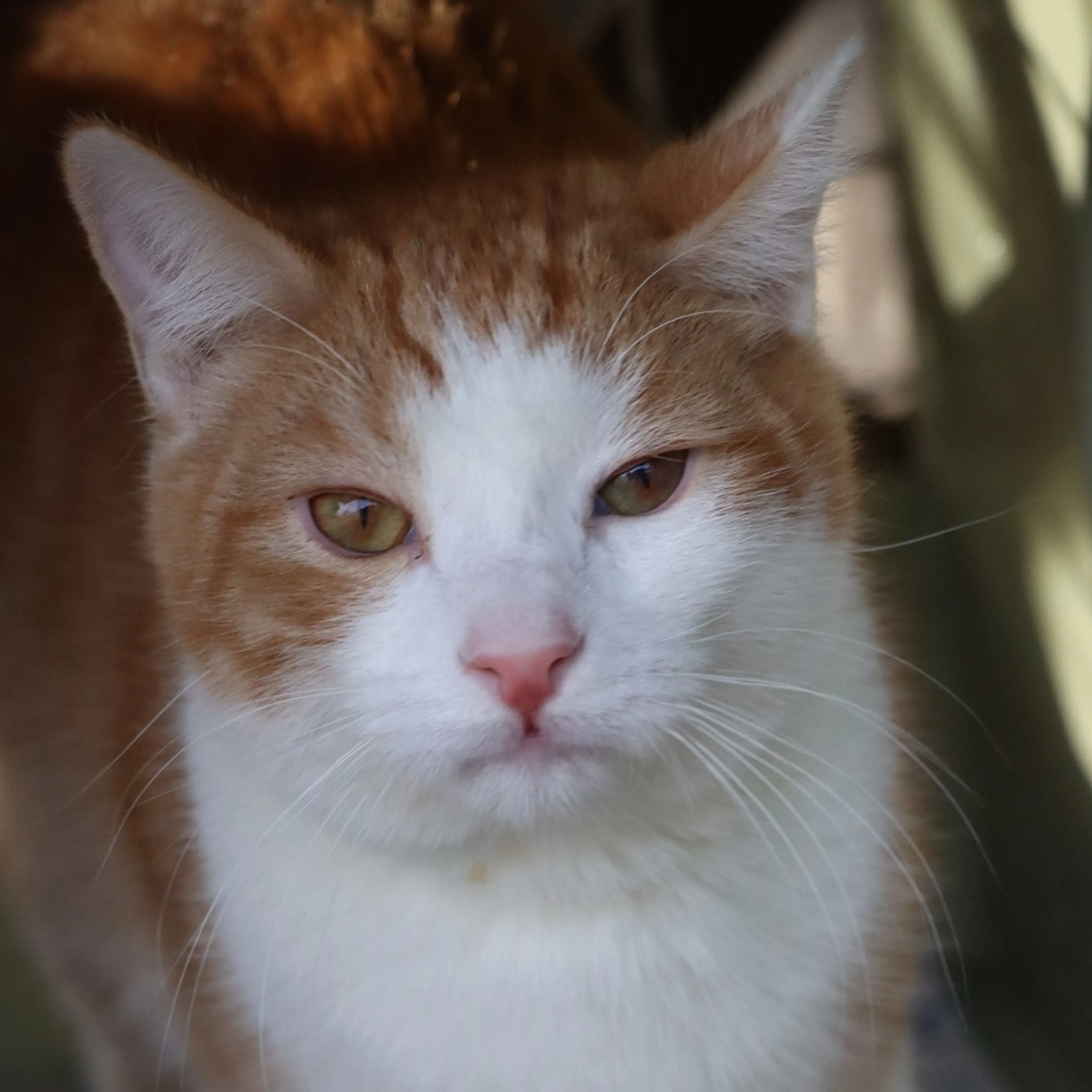 Found pet-5