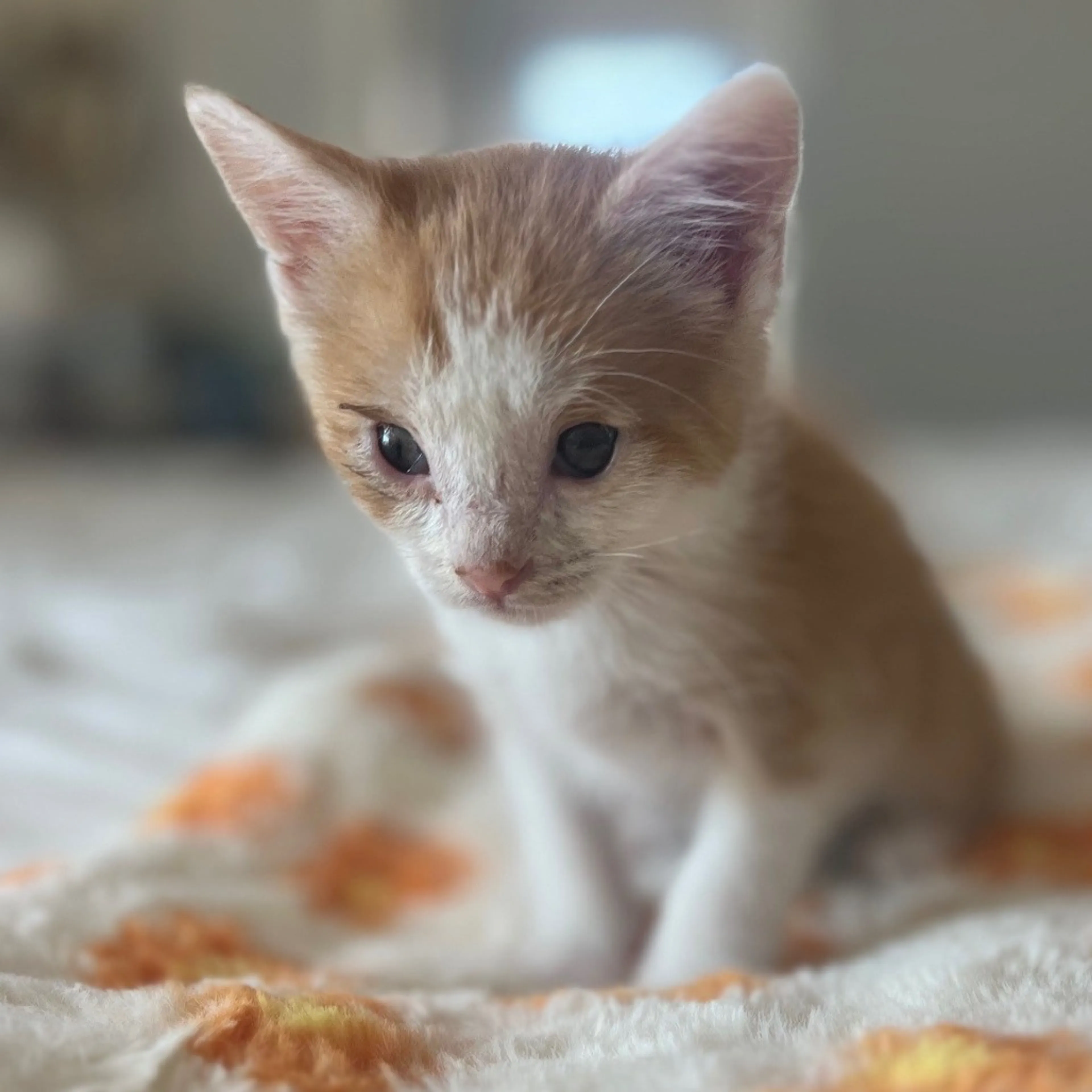 Found pet-9