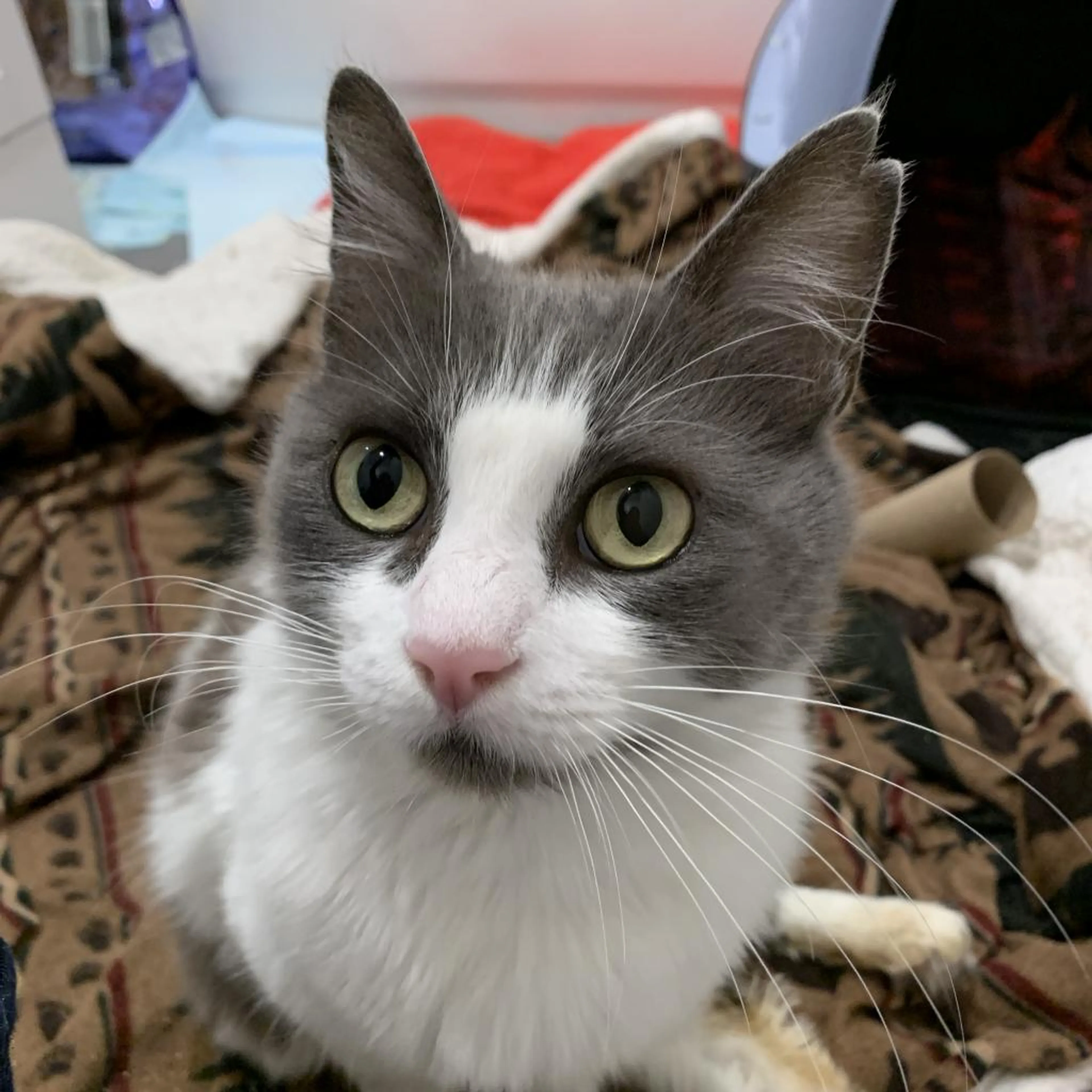 Found pet-9