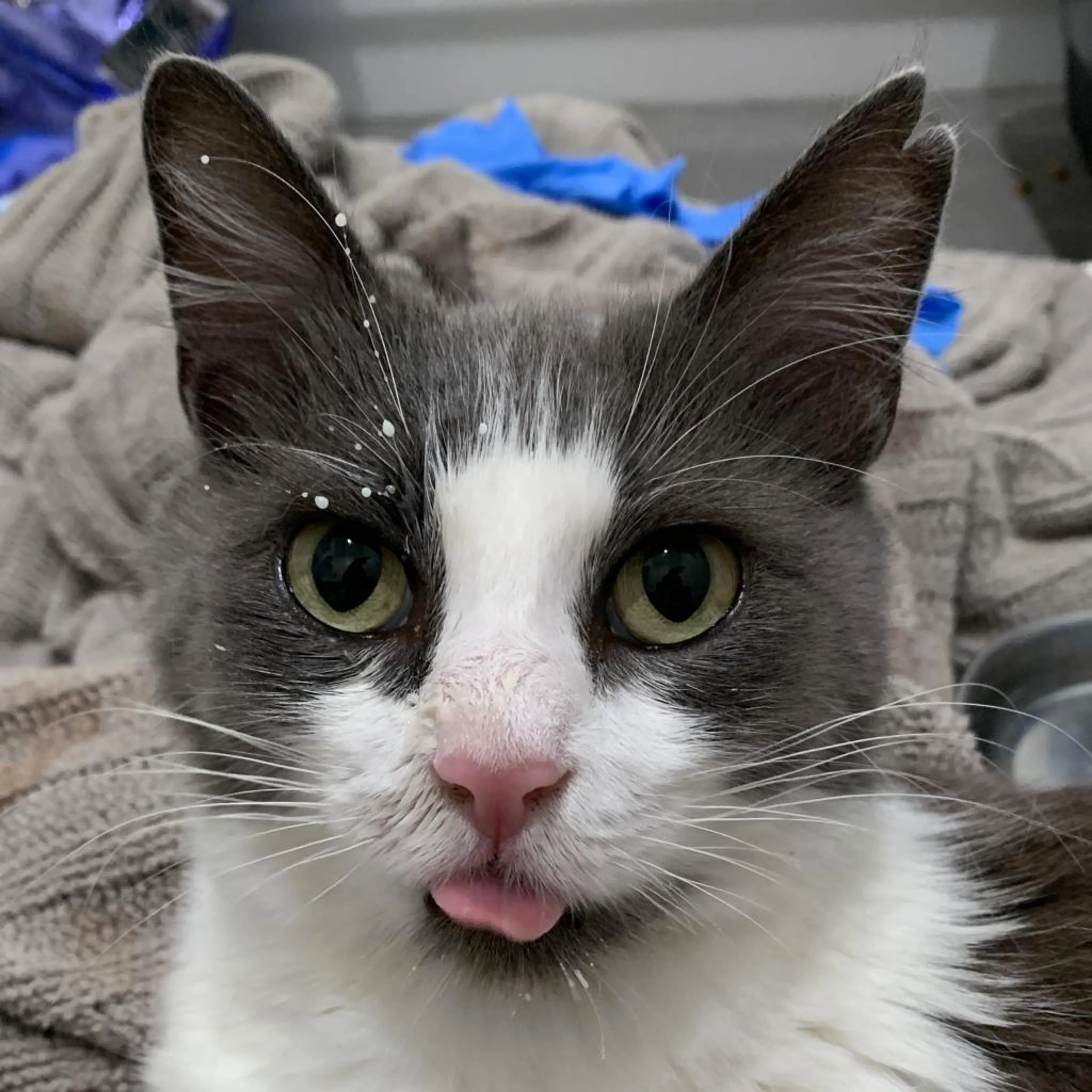 Found pet-8