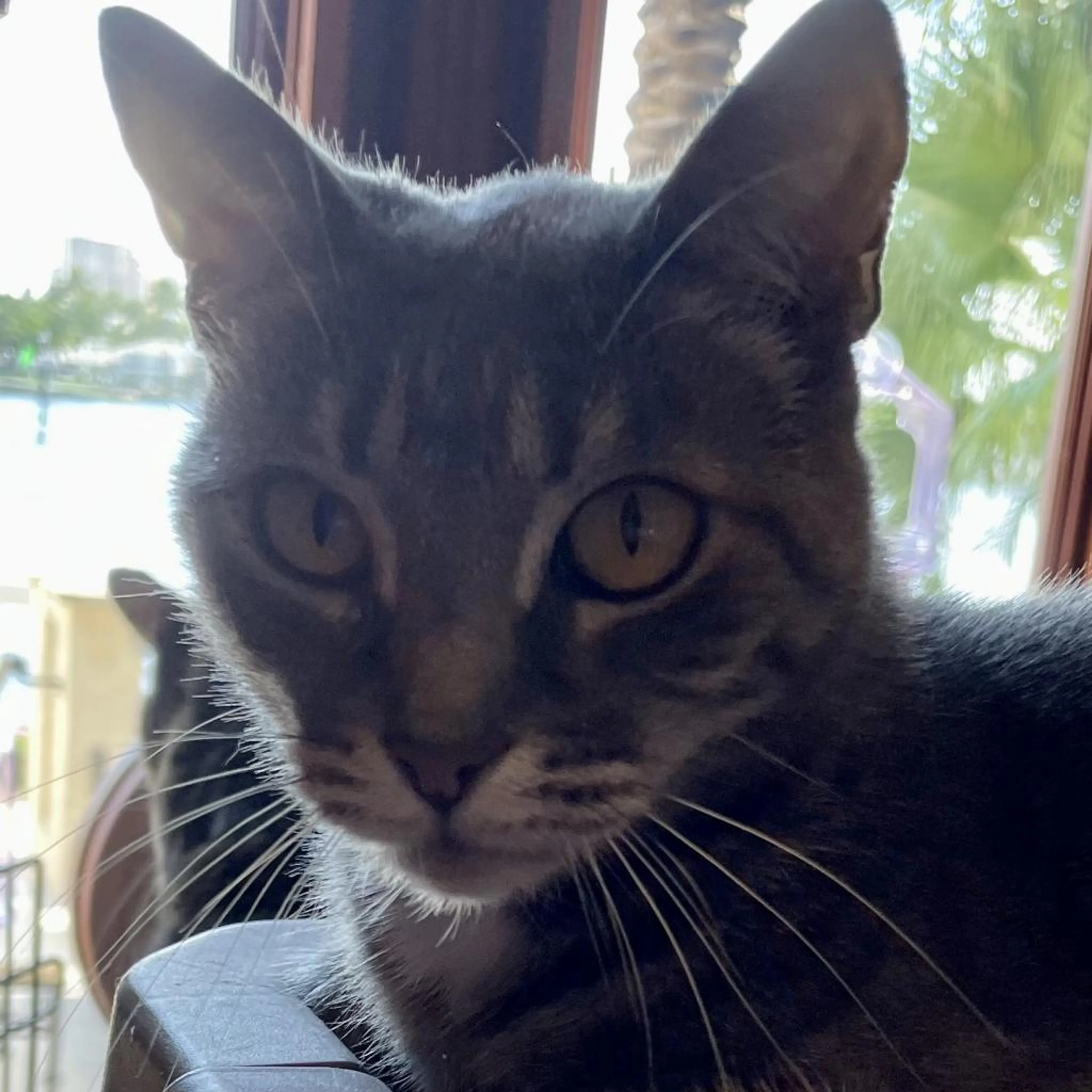 Found pet-1