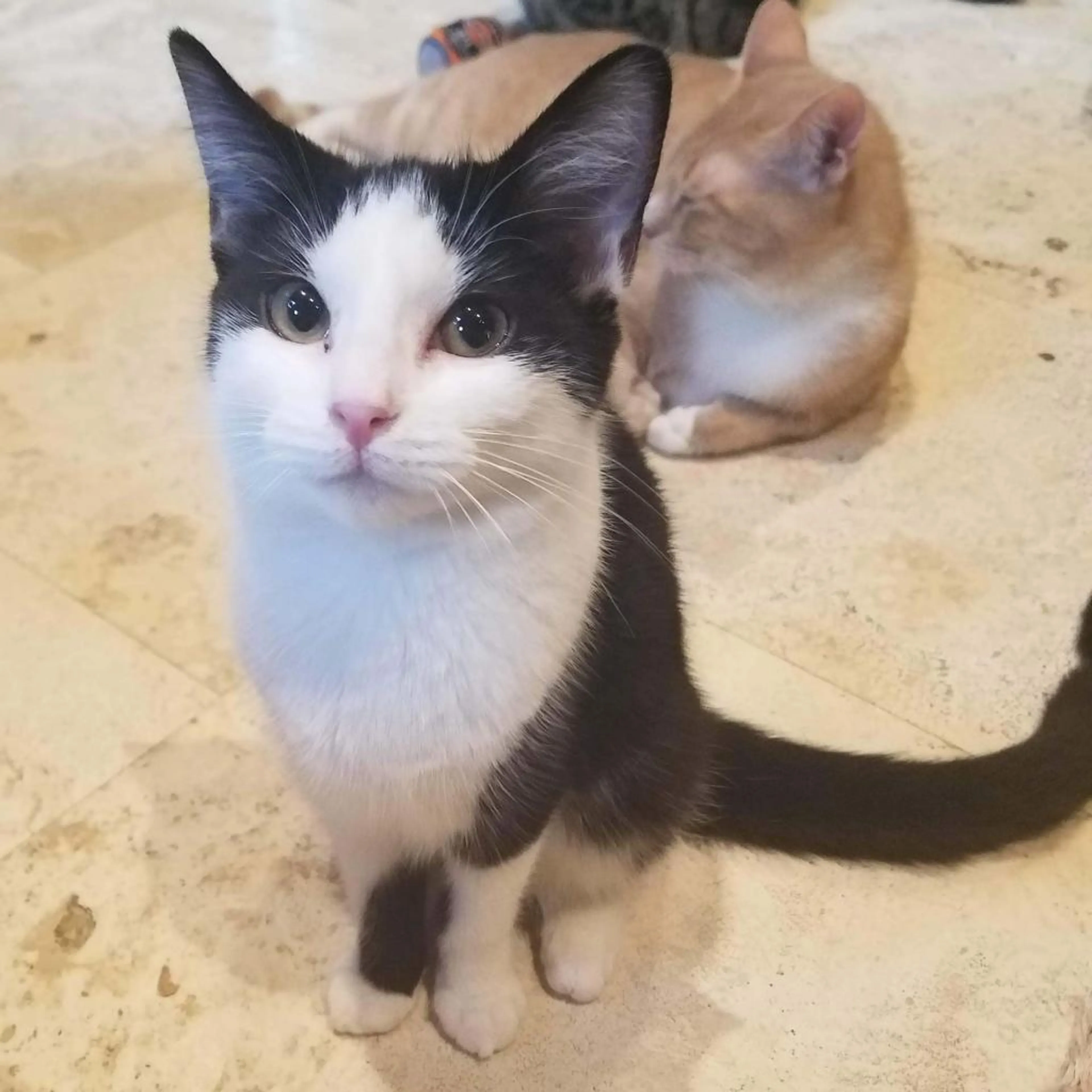 Found pet-3