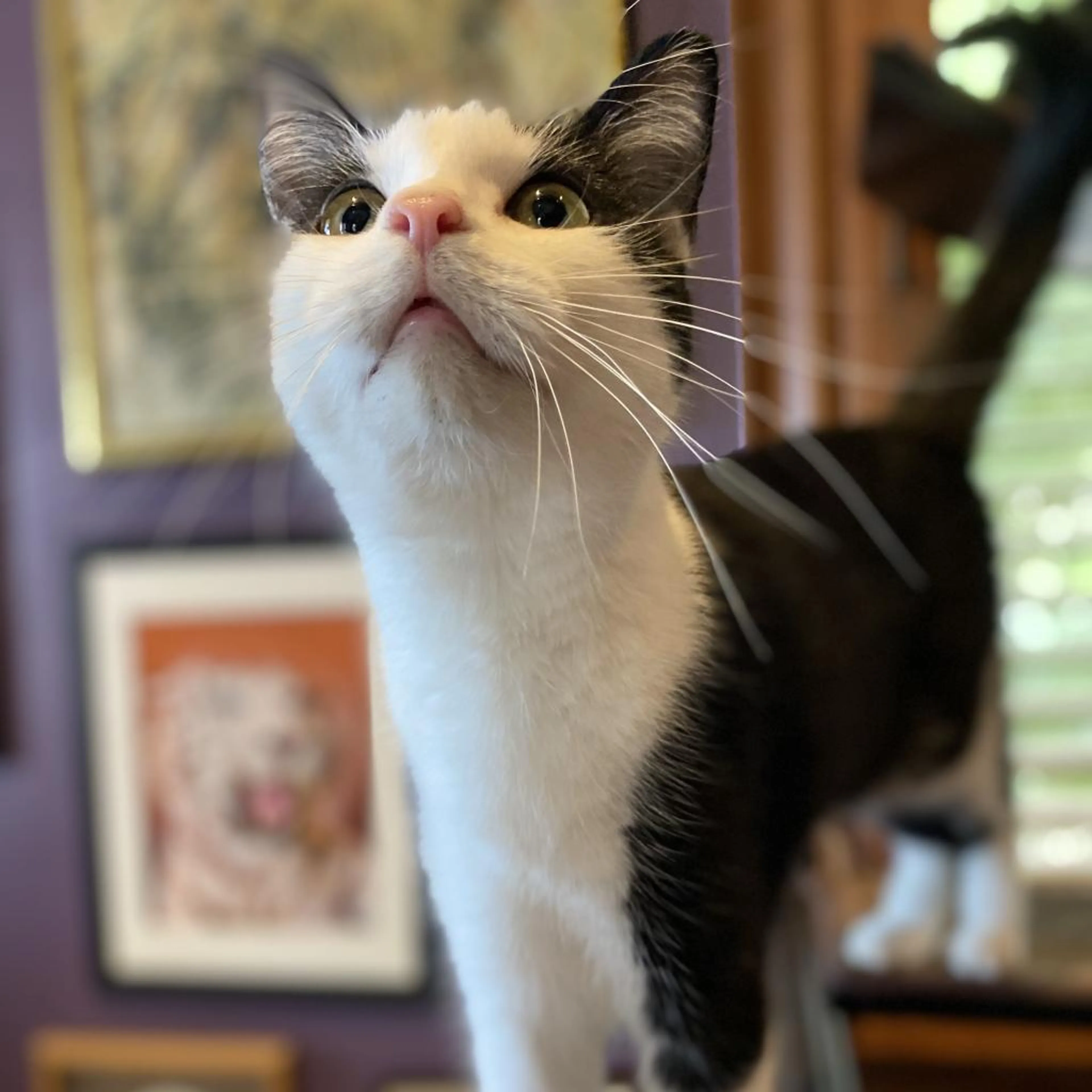 Found pet-1