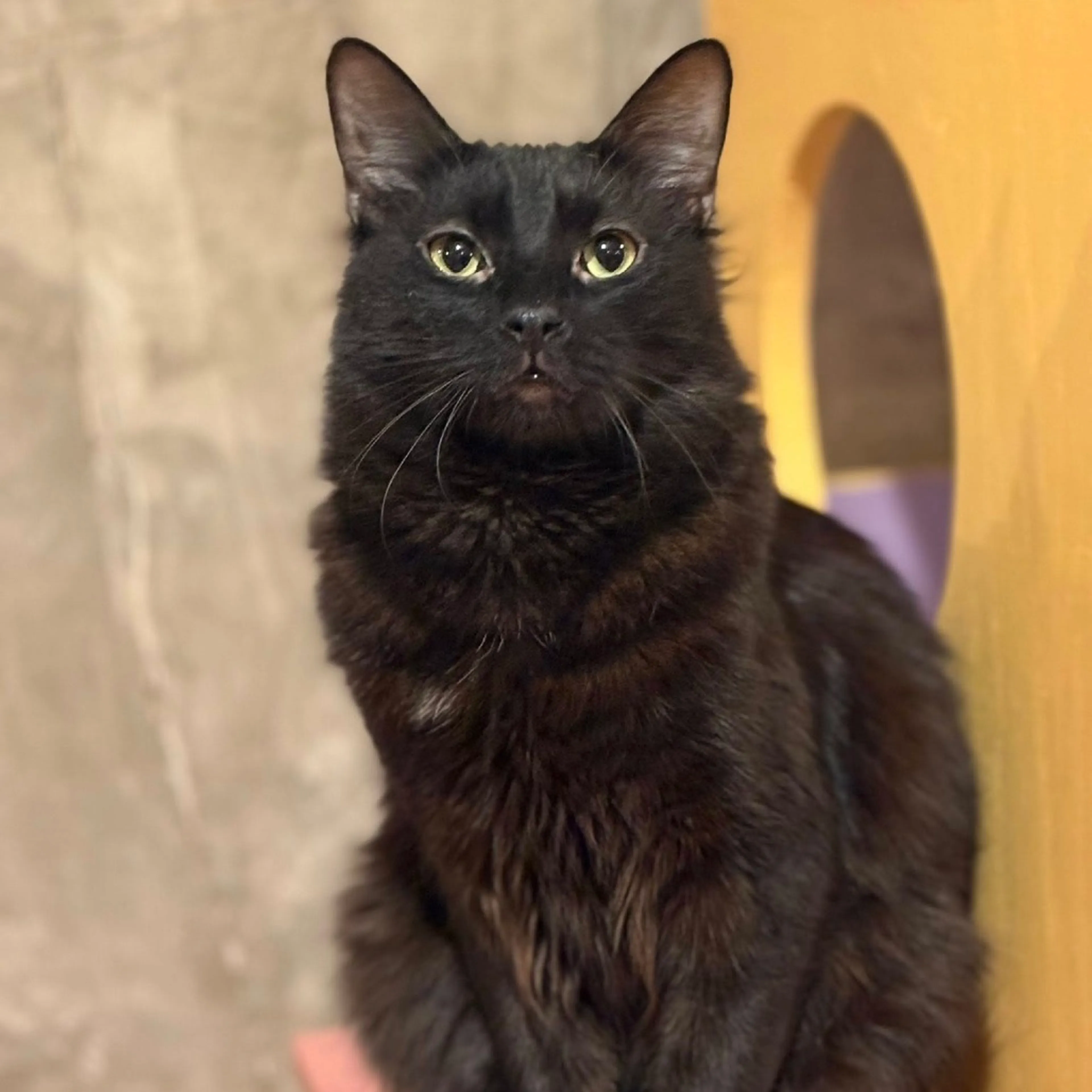 Found pet-4