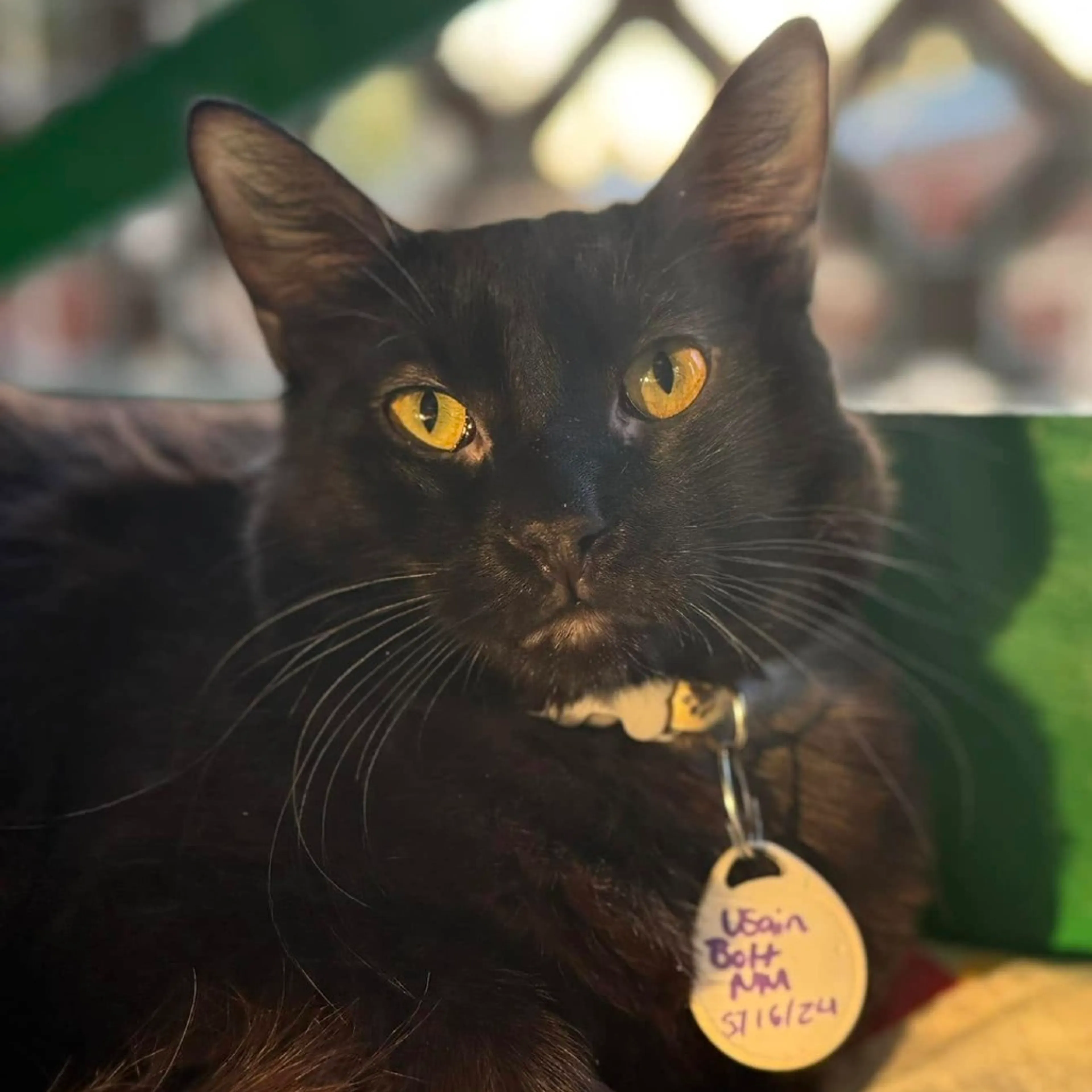 Found pet-3
