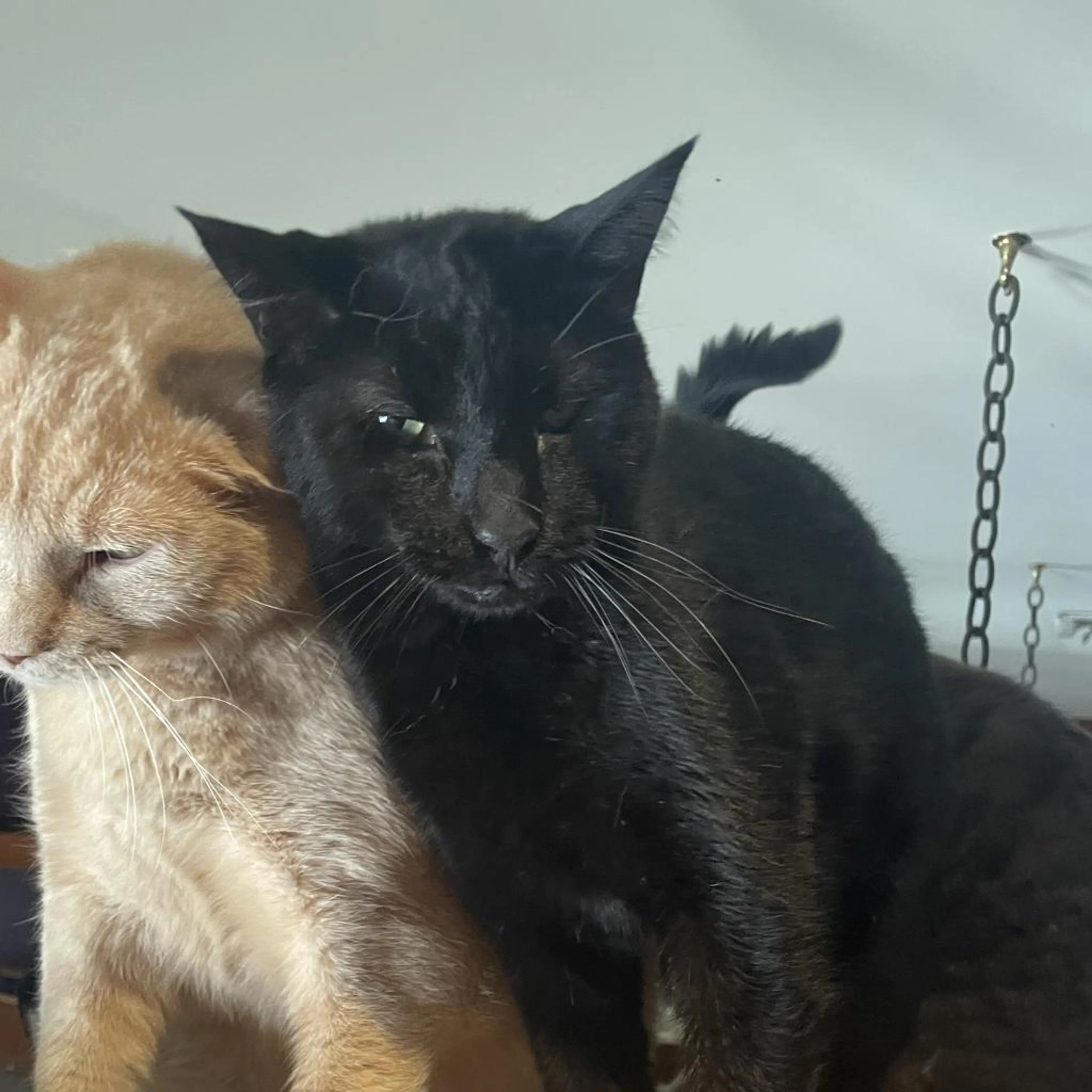 Found pet-1