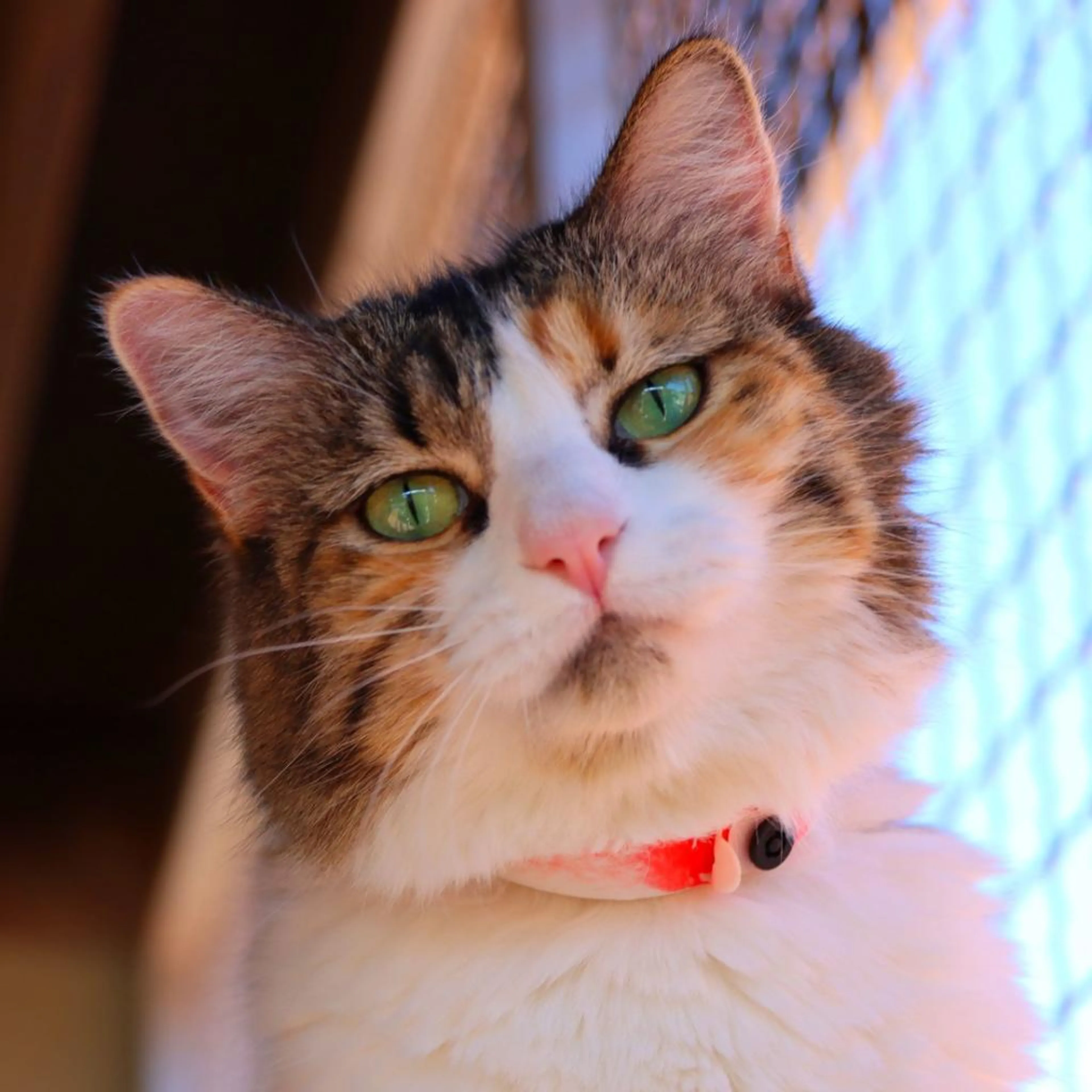 Found pet-2