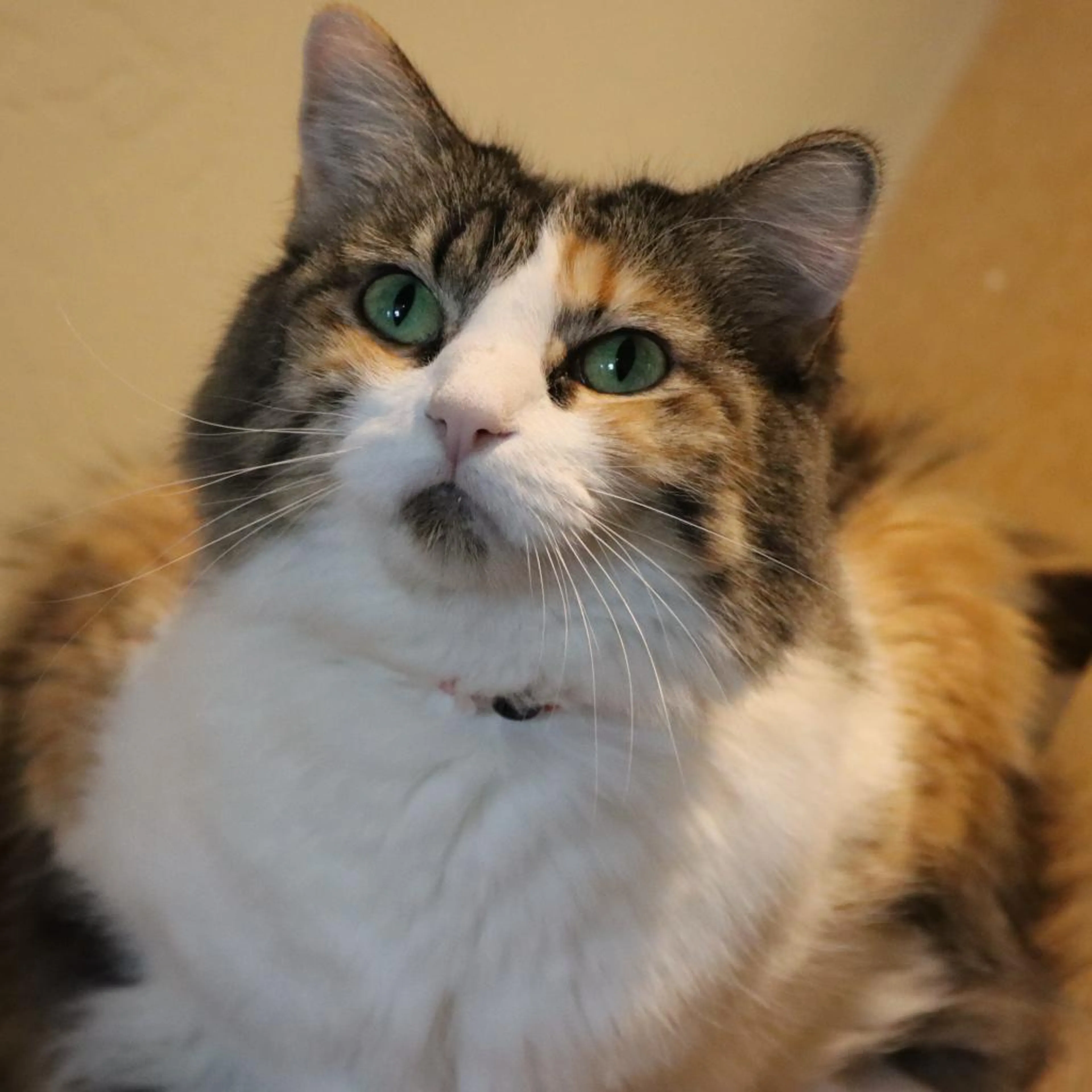 Found pet-1