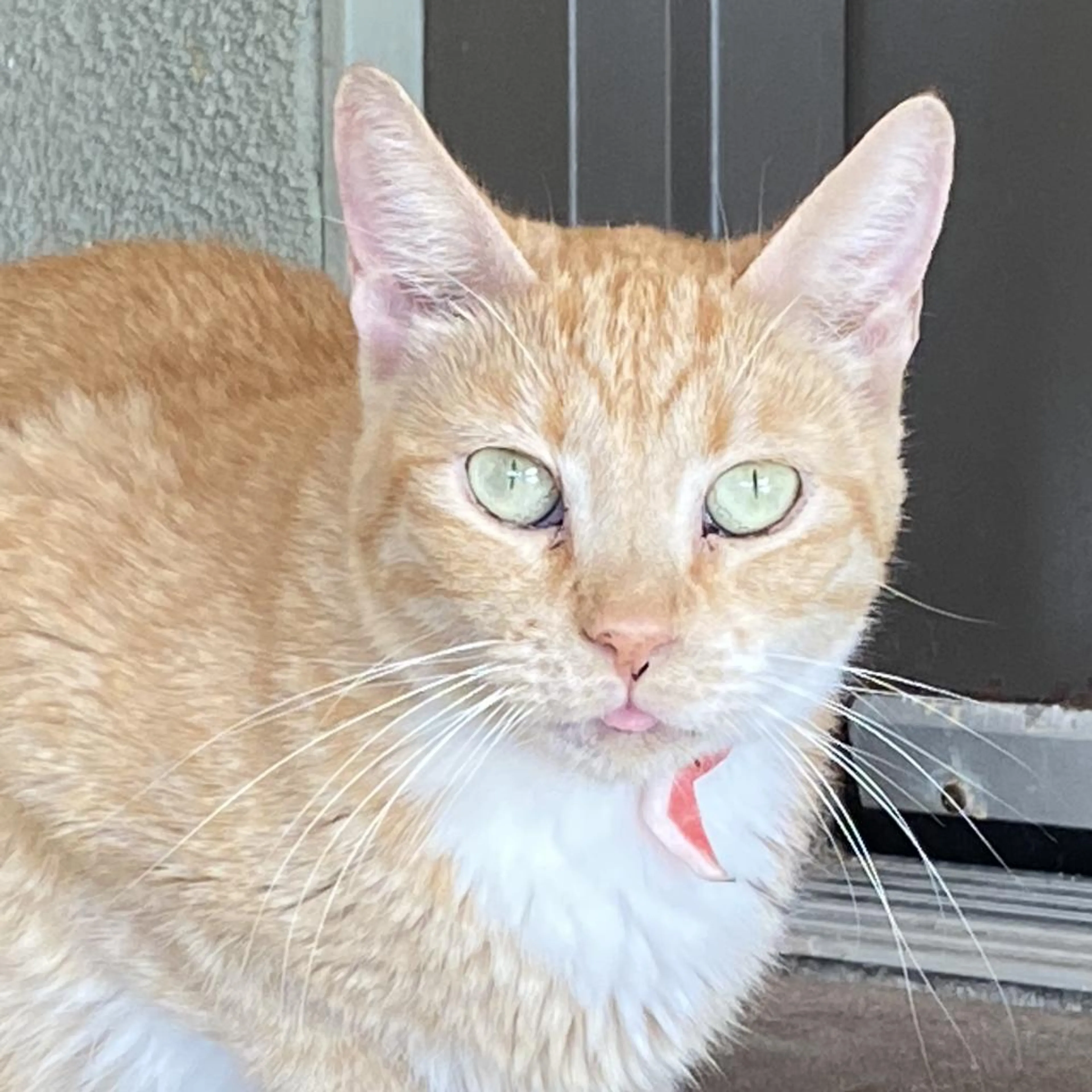 Found pet-4