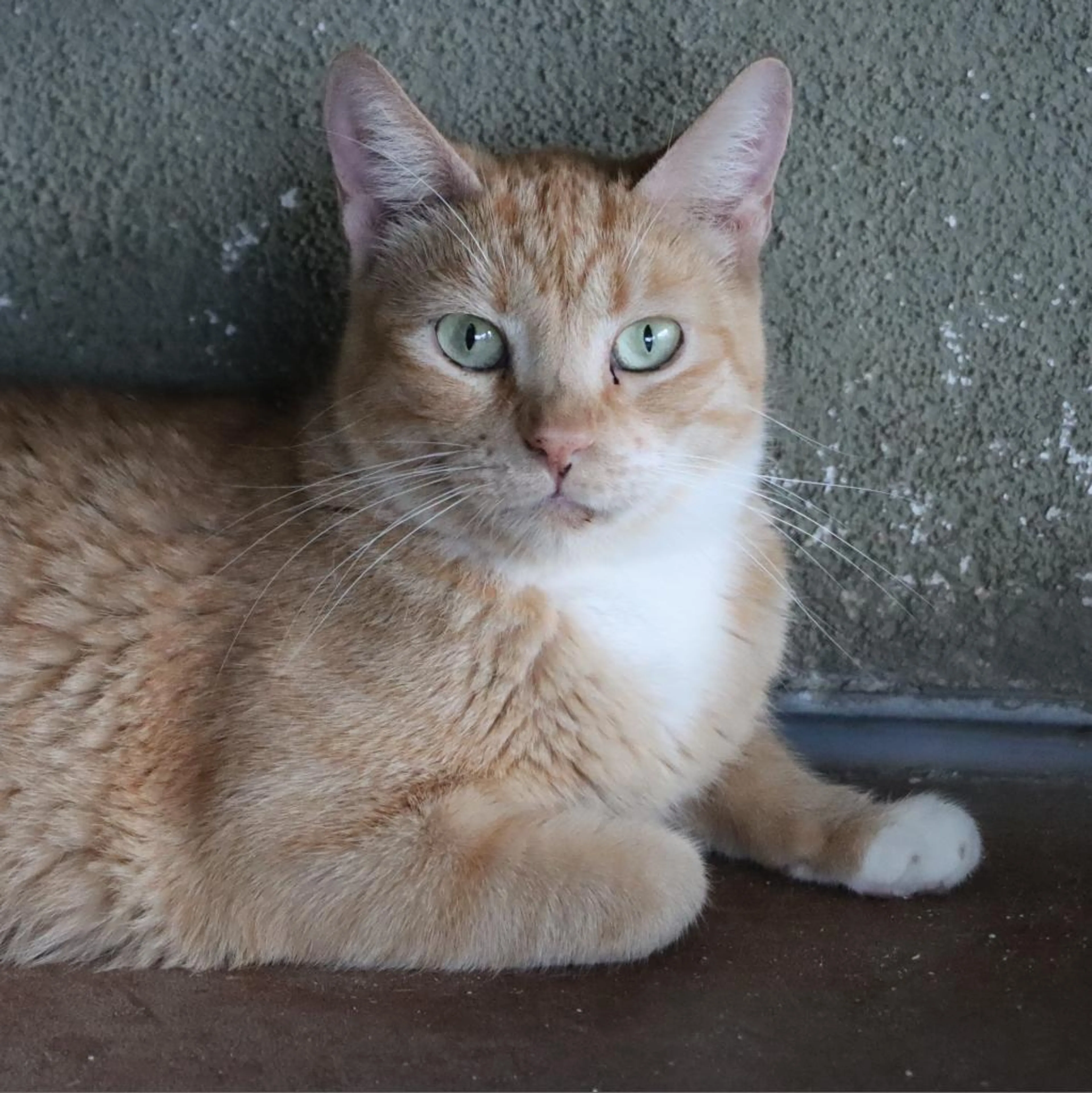 Found pet-3
